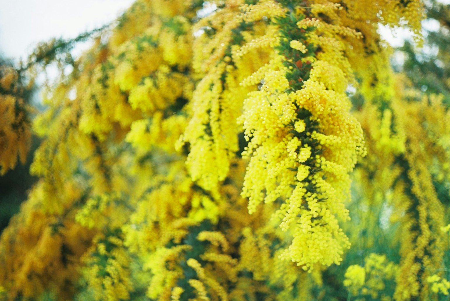 Primo piano di un ramo d'albero con fiori gialli brillanti