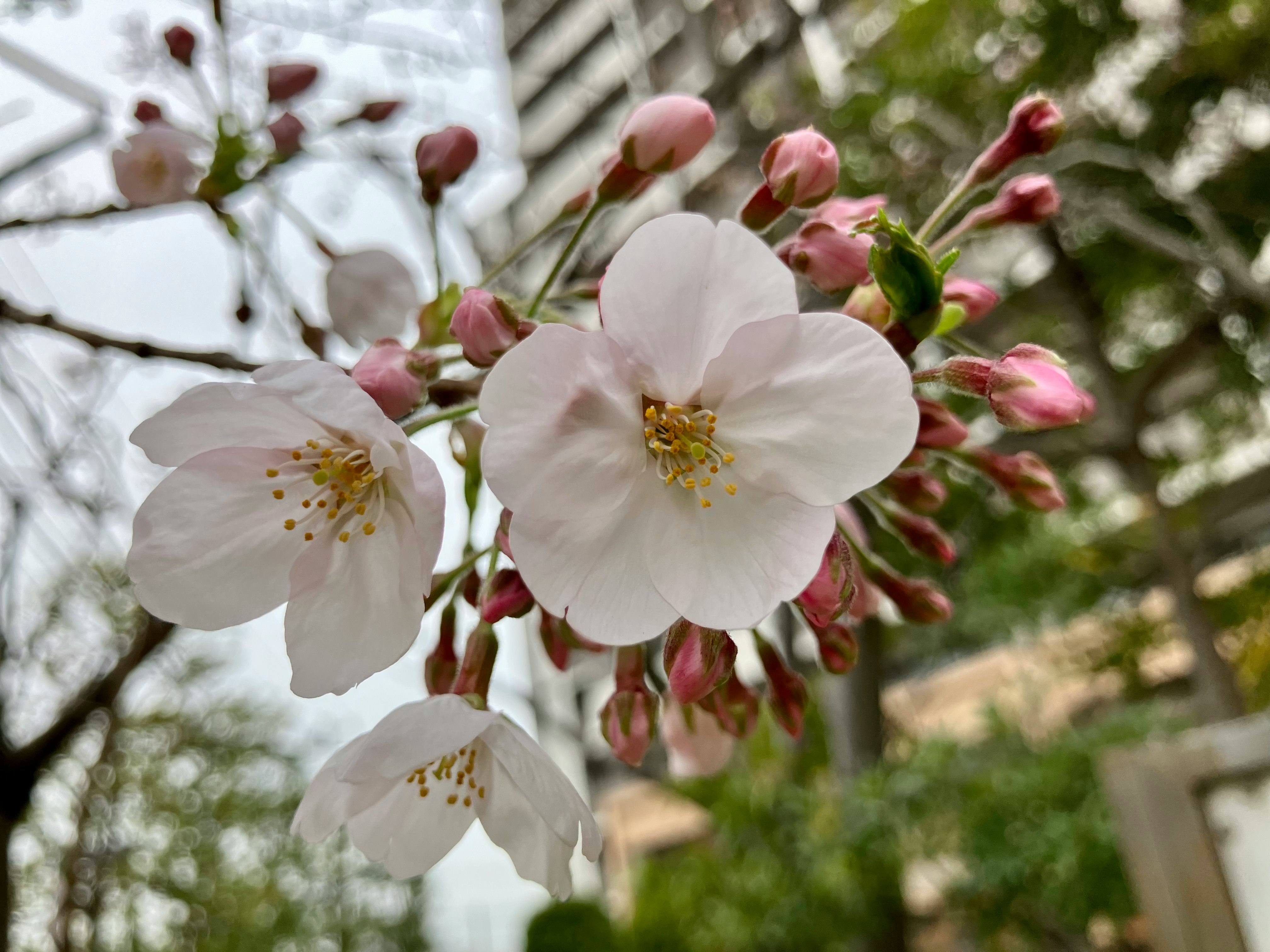 Gros plan sur des fleurs de cerisier en fleurs sur une branche