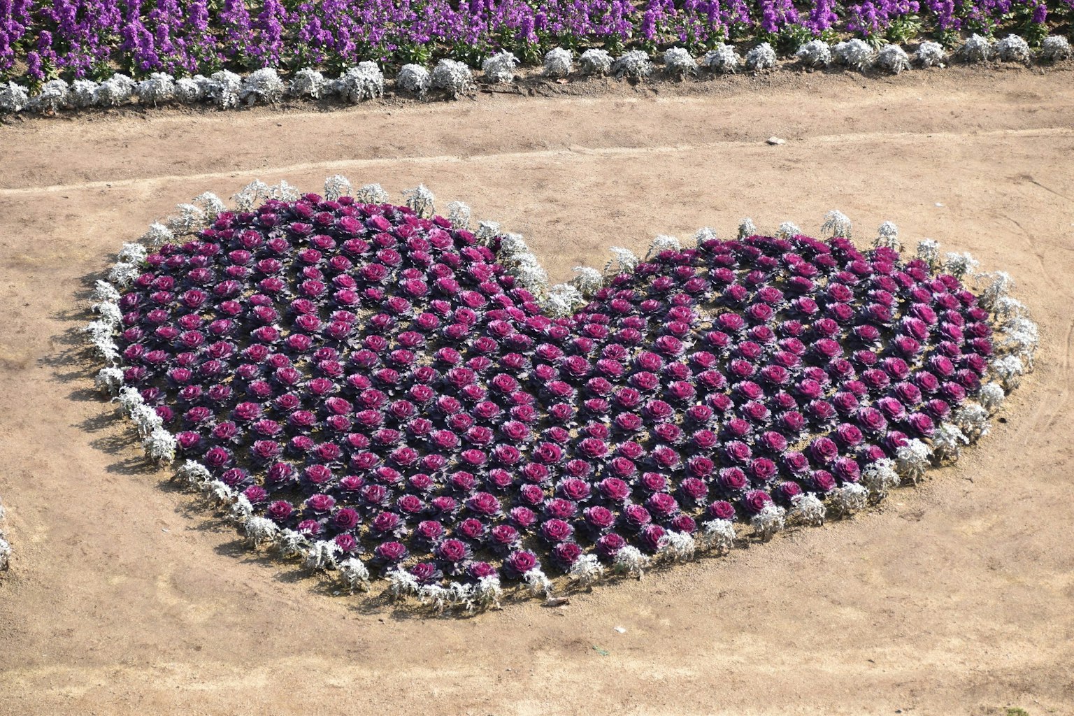 Parterre de fleurs en forme de cœur fait de fleurs violettes
