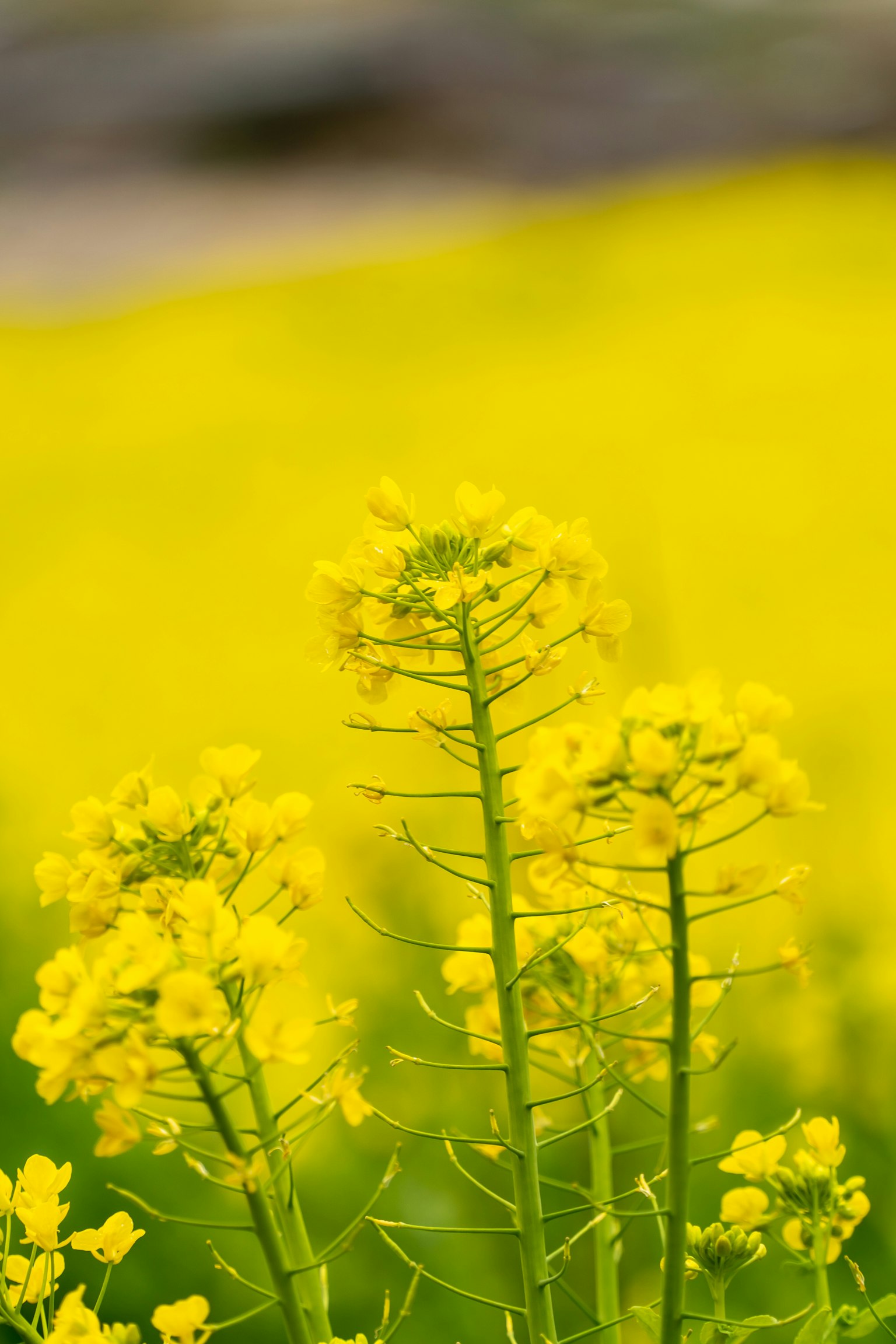 Fiori di colza gialli vibranti in un campo verde