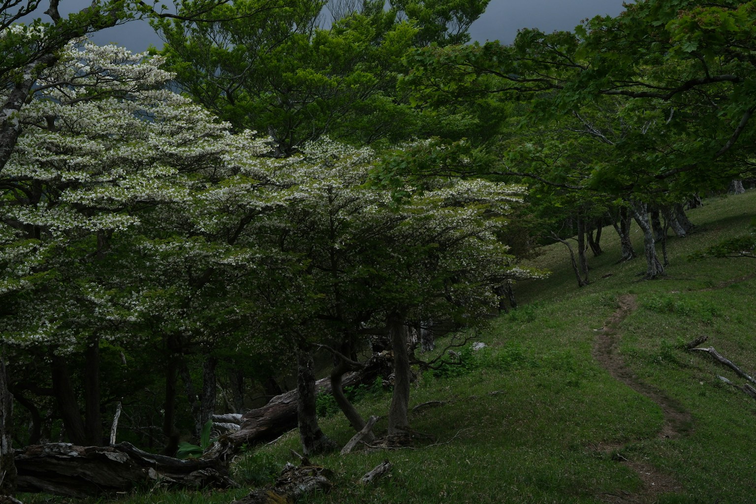 Forest landscape with green trees and white flowering bushes along a path