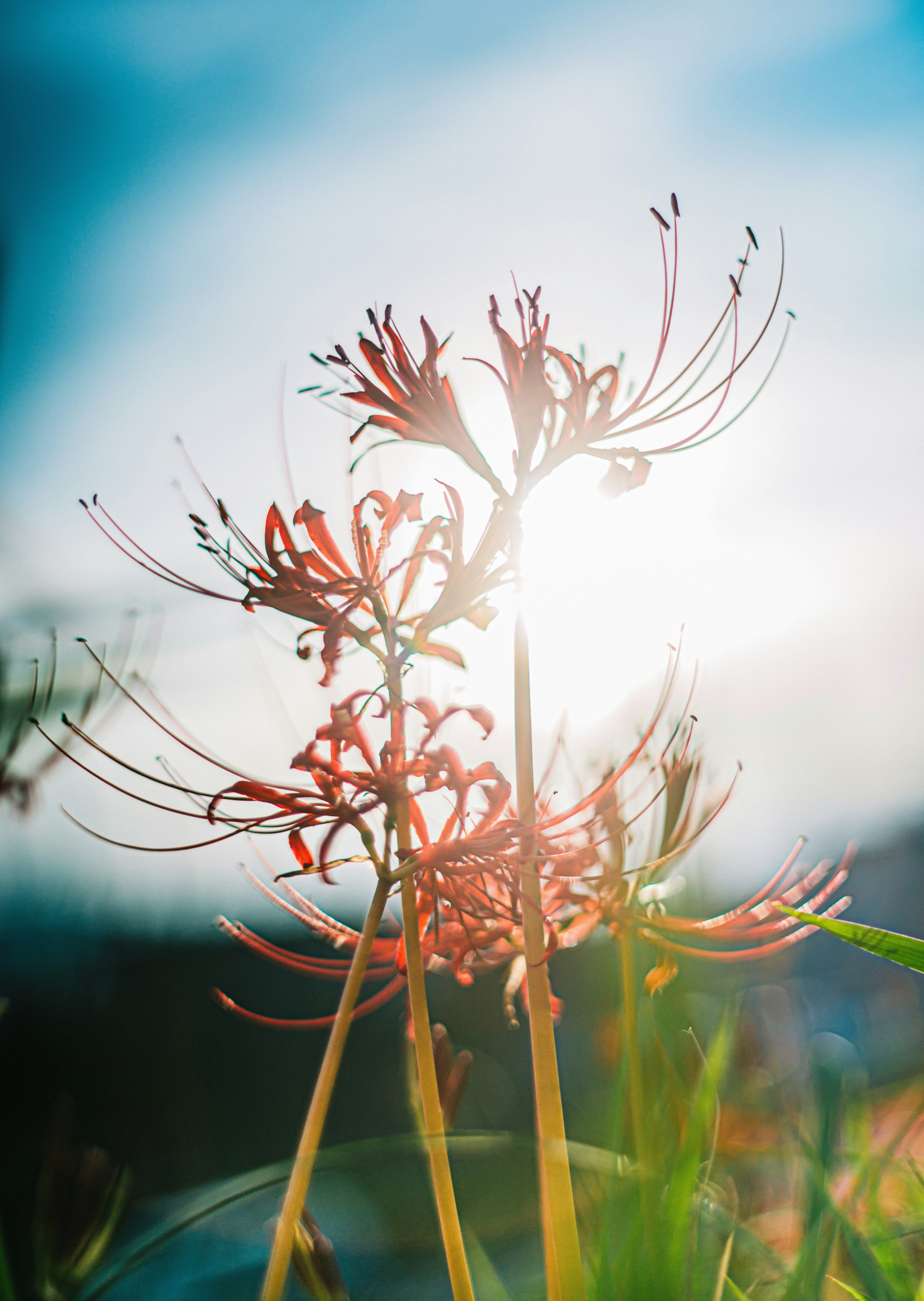 夕日に照らされる彼岸花の花穂