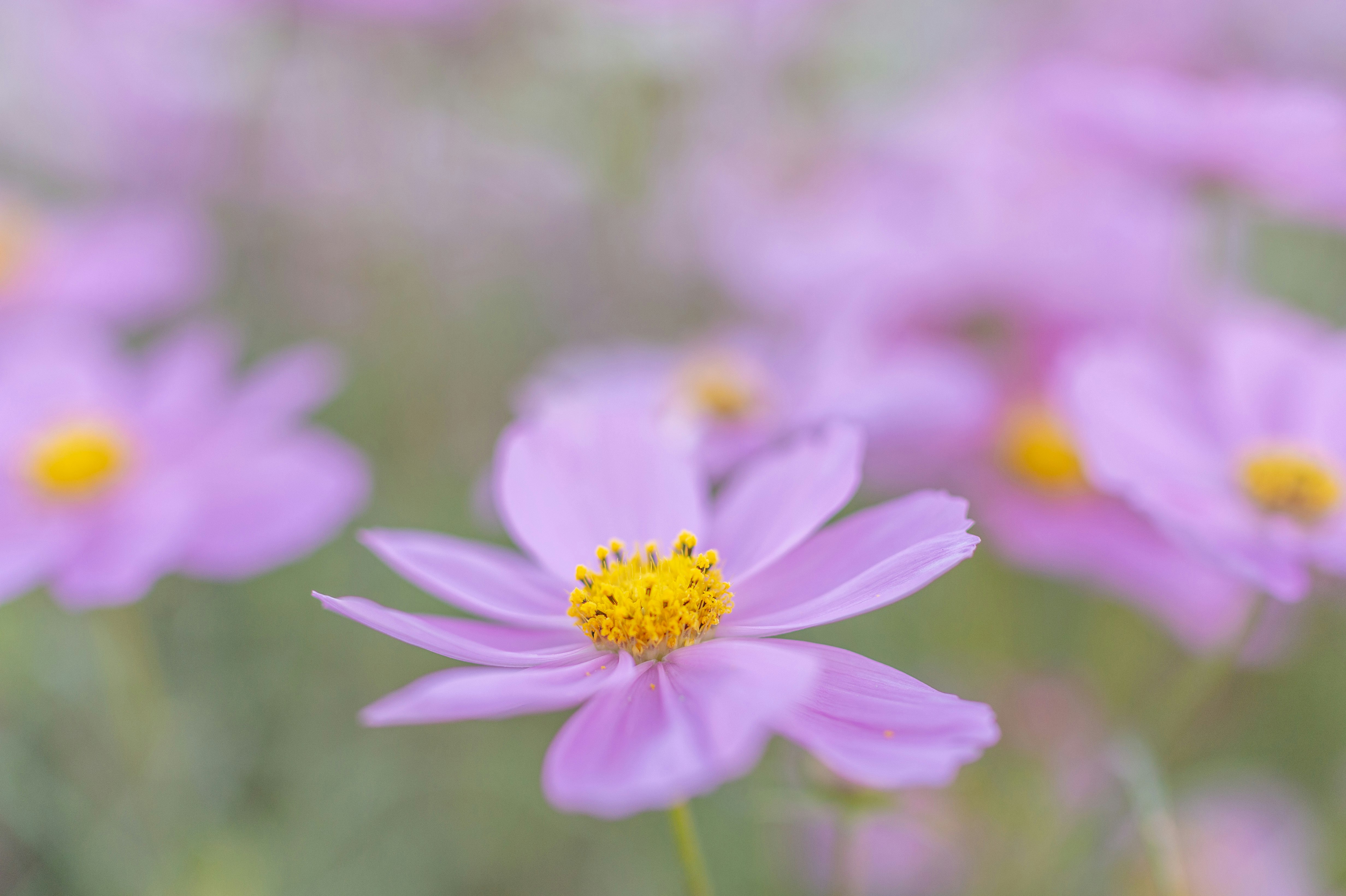 ピンクのコスモスの花が咲く草地のクローズアップ