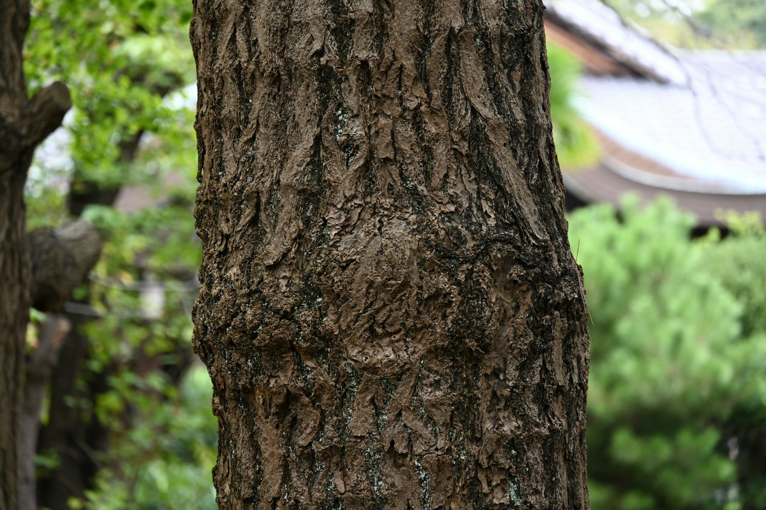 Acercamiento a un tronco de árbol que muestra su textura y patrones