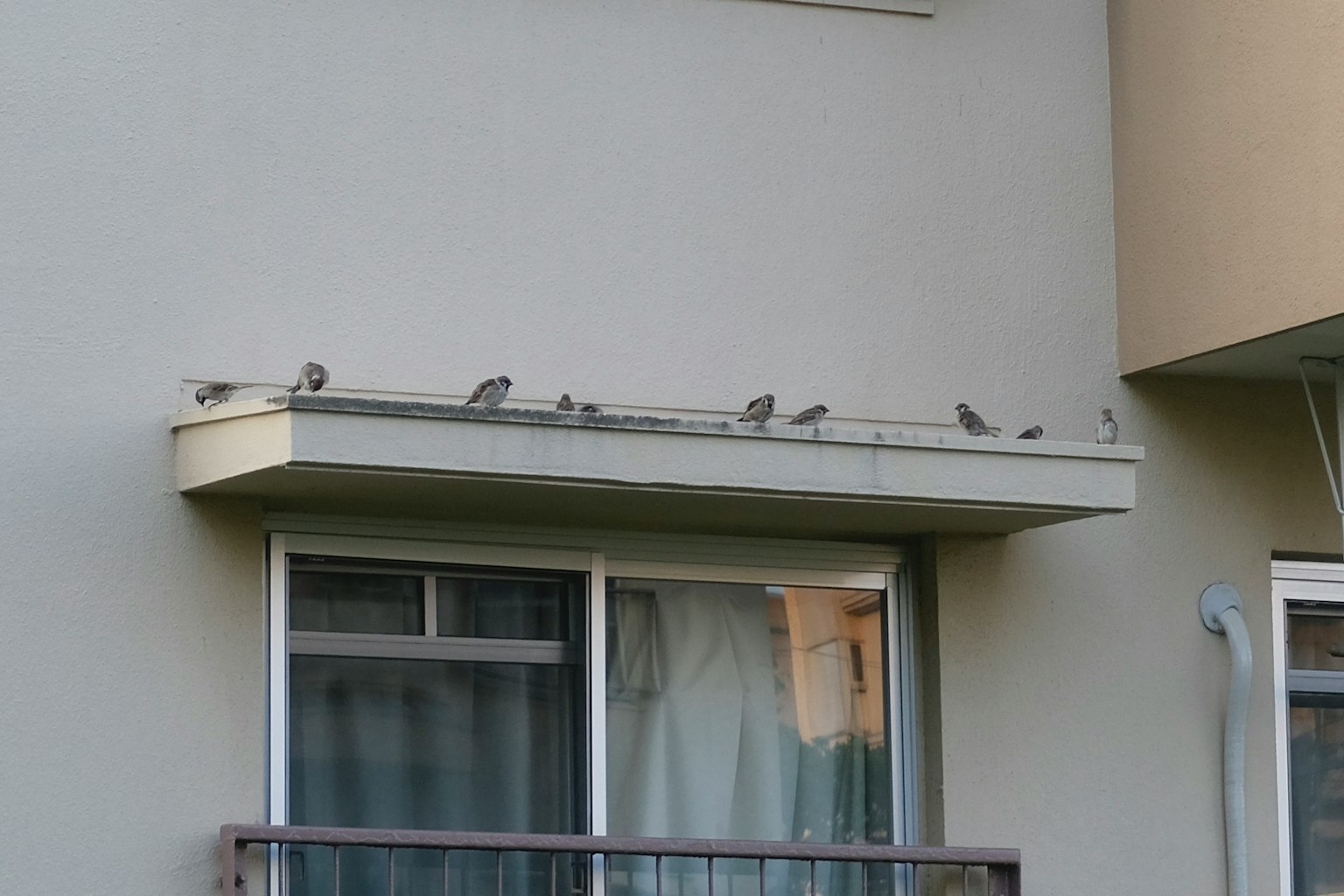 Birds lined up on a balcony ledge