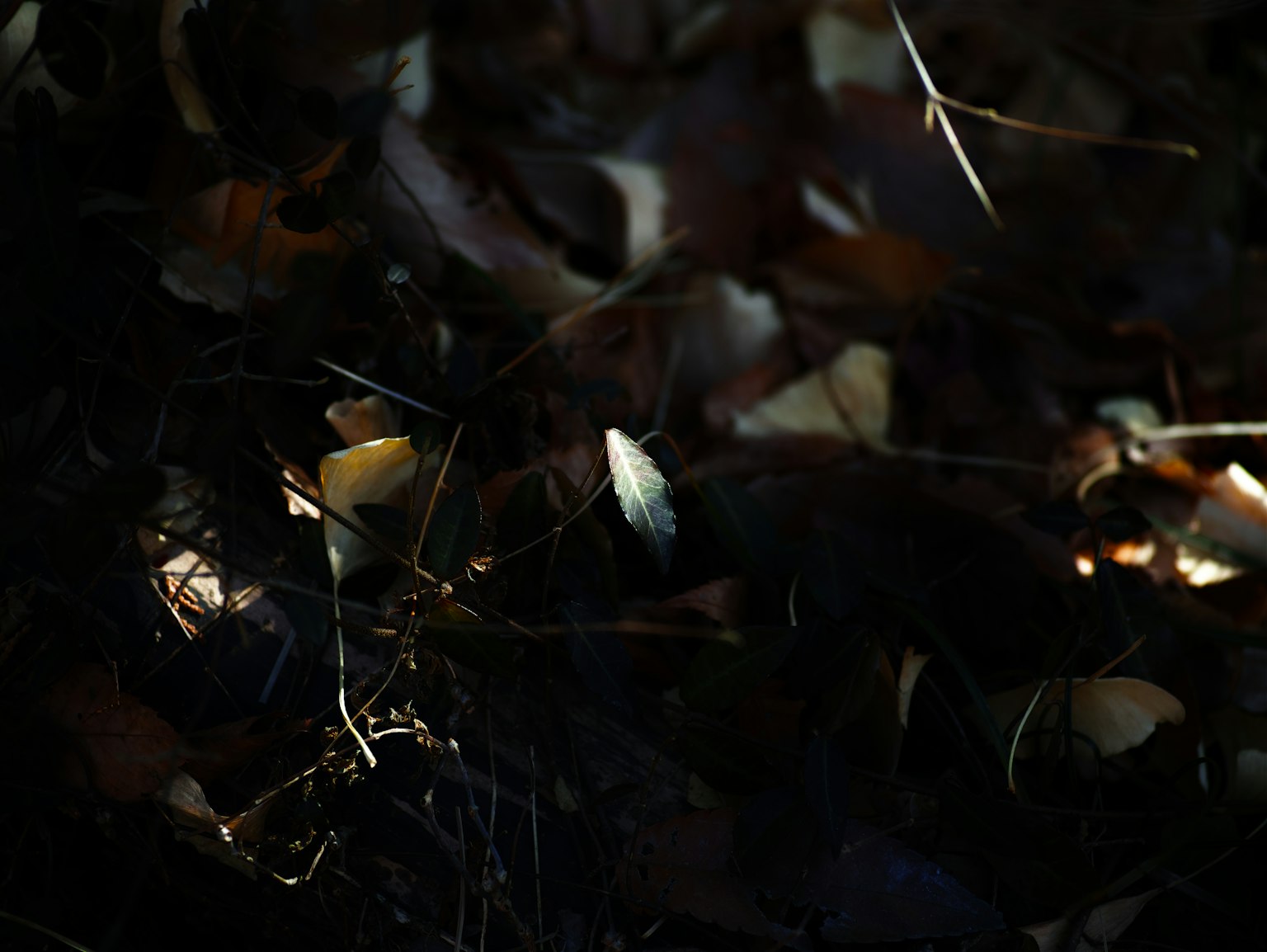 Light filtering through scattered leaves on a dark background