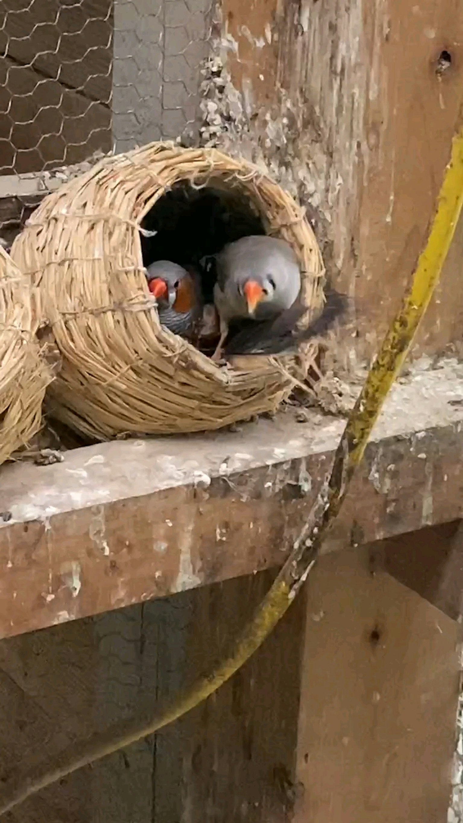 Finken und Elterntier in einem geflochtenen Nest