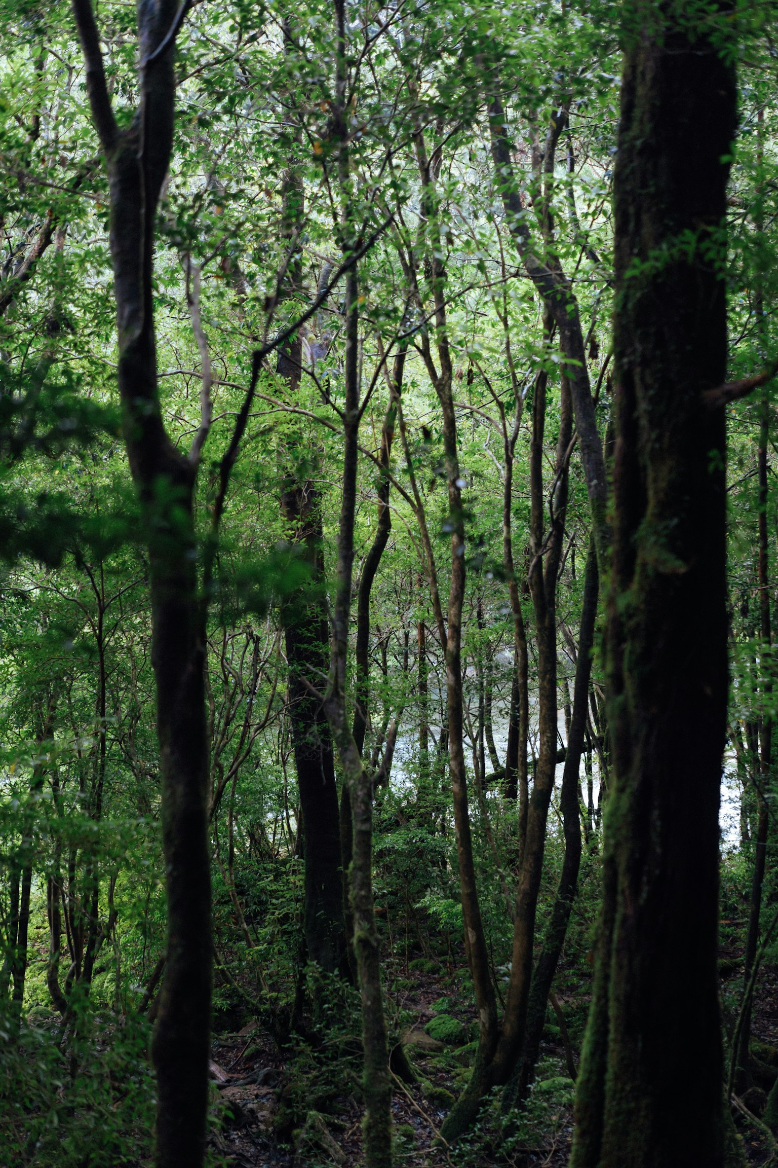 Forêt dense avec des arbres élancés et une surface d'eau calme en arrière-plan