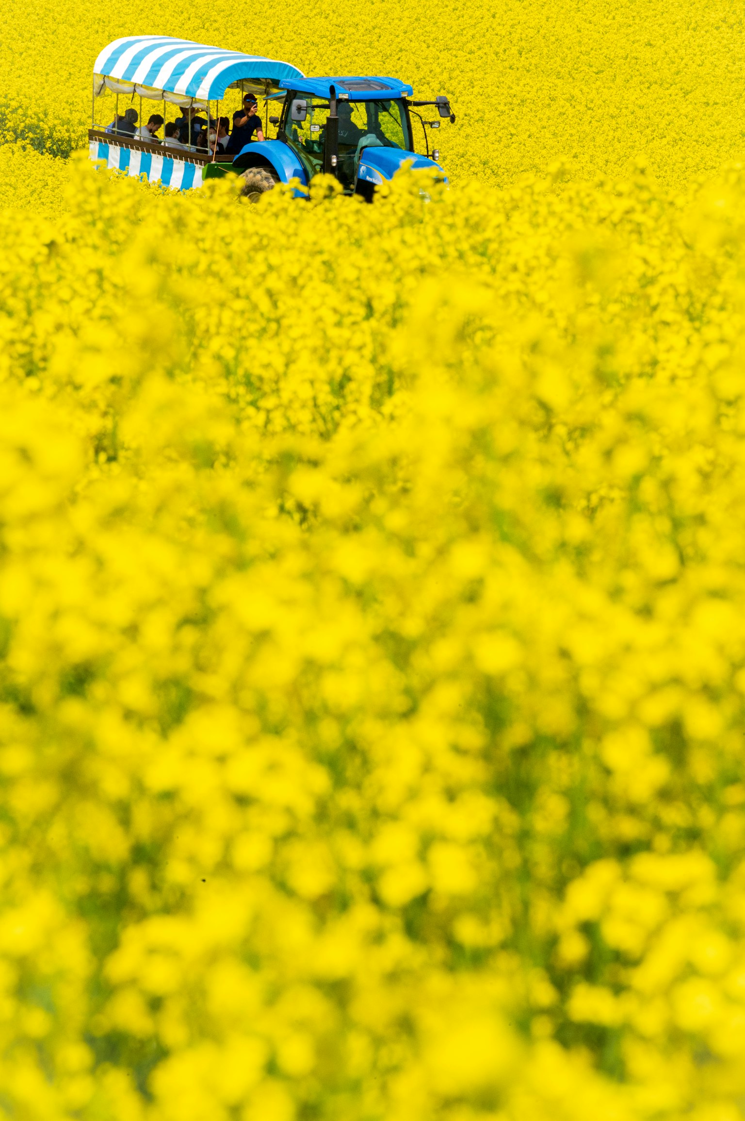 Blue tractor with passengers in a bright yellow rapeseed flower field