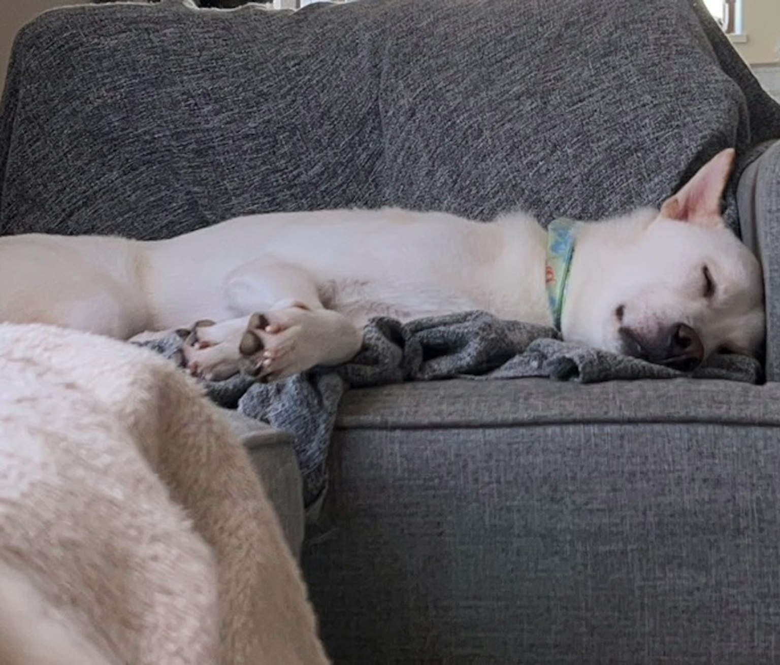 Un cane bianco che dorme su un divano