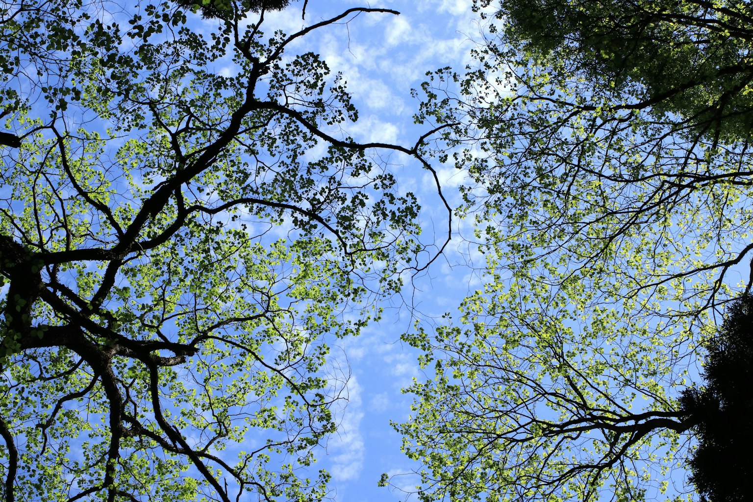 View of green leaves and blue sky through tree branches