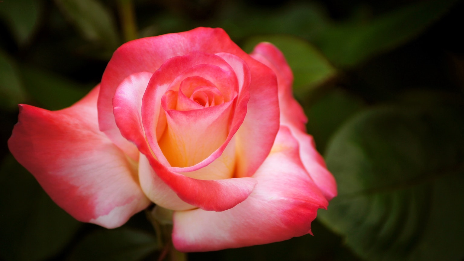 Una rosa rosa chiaro e crema circondata da foglie verdi