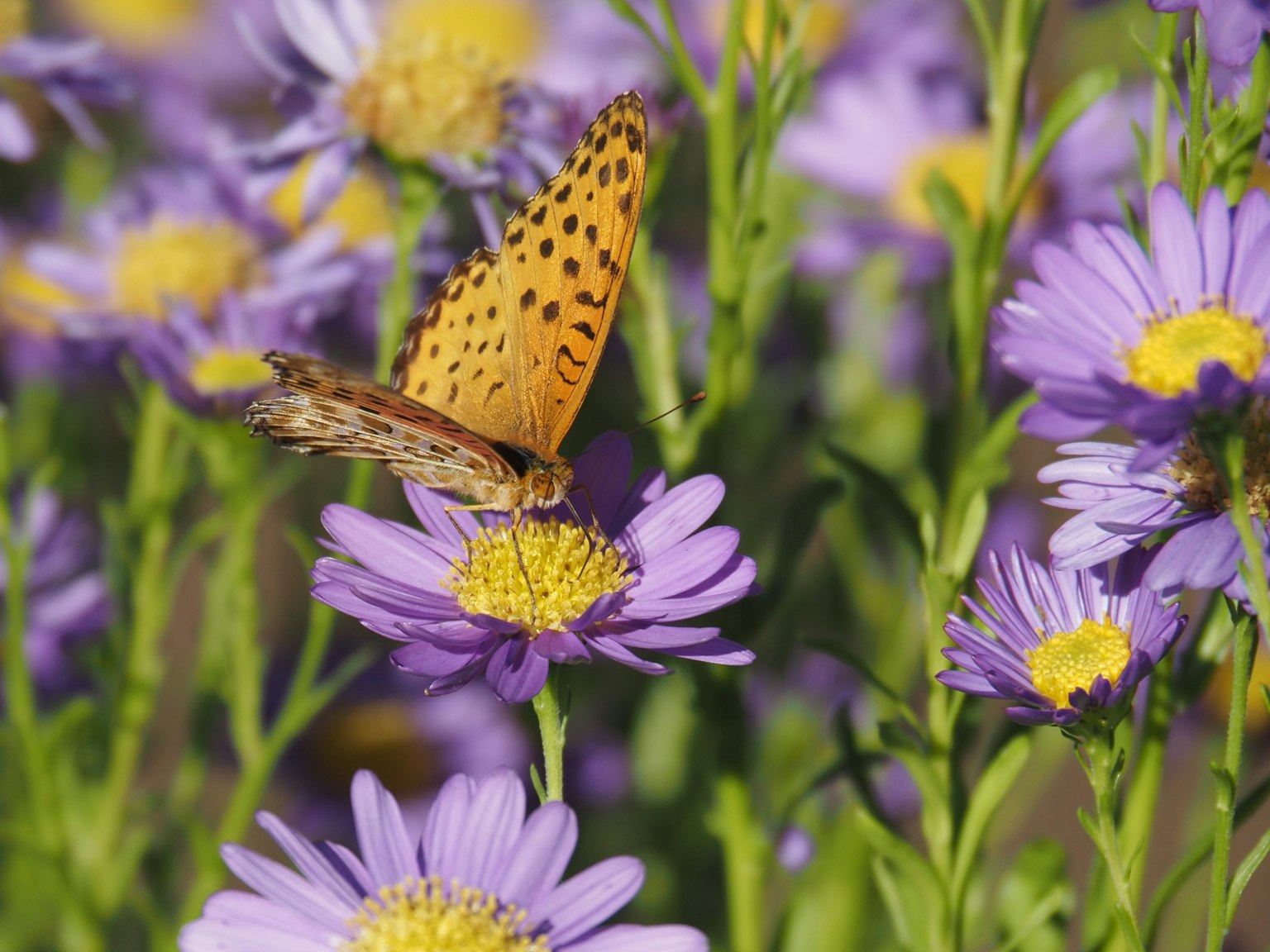 Ein lebendiger orangefarbener Schmetterling, der auf lila Blumen in einer schönen Landschaft sitzt