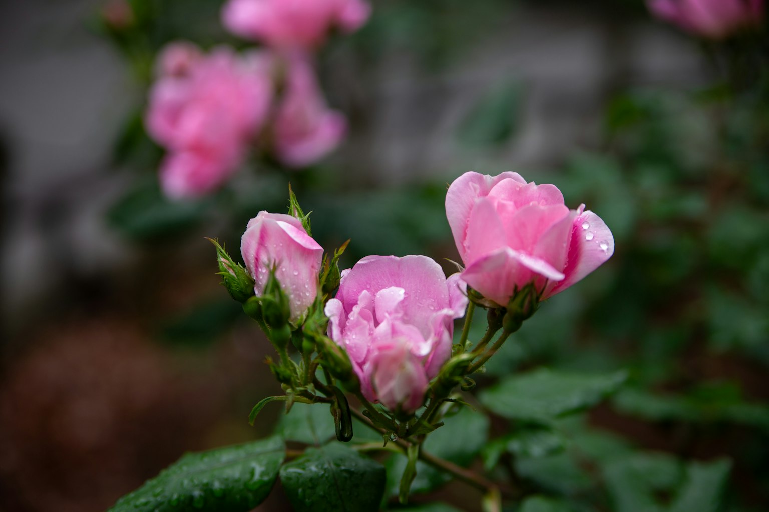 Rosa Blüten mit Regentropfen geschmückt