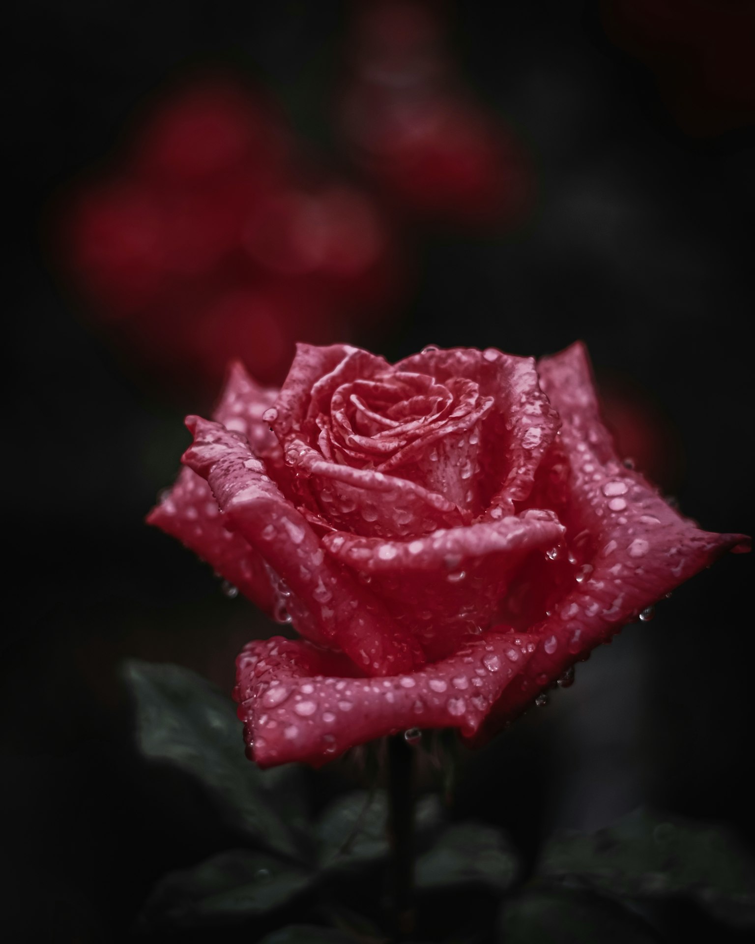 Eine schöne rote Rose, die mit Wassertropfen bedeckt ist, hebt sich vor einem dunklen Hintergrund ab