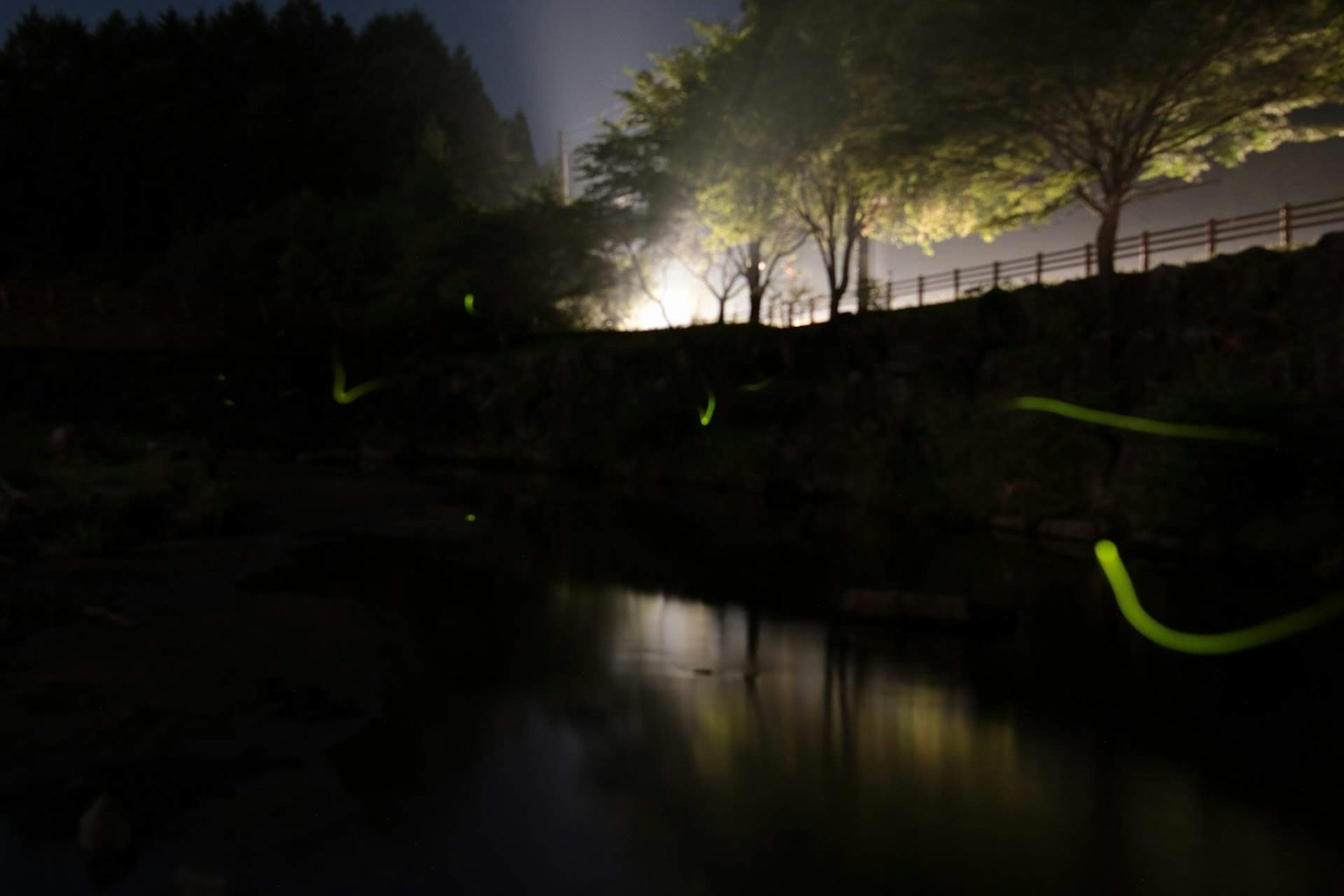 Glowing fireflies along a river at night with silhouettes of trees