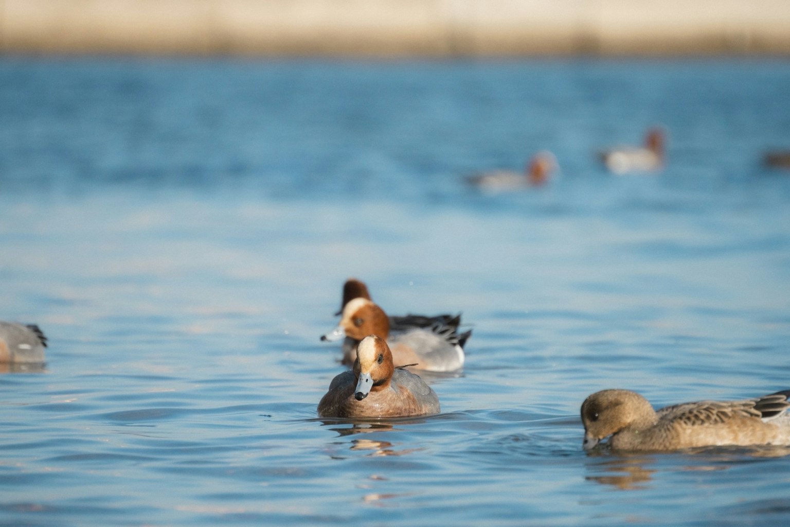 A group of ducks floating on a blue water surface