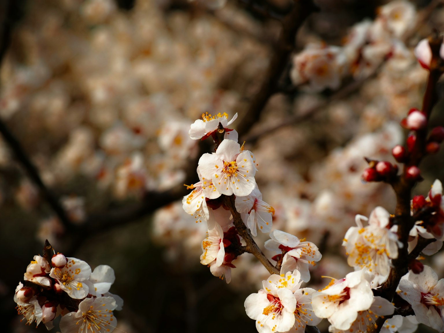 Nahaufnahme von Kirschbaumzweigen mit weißen Blüten