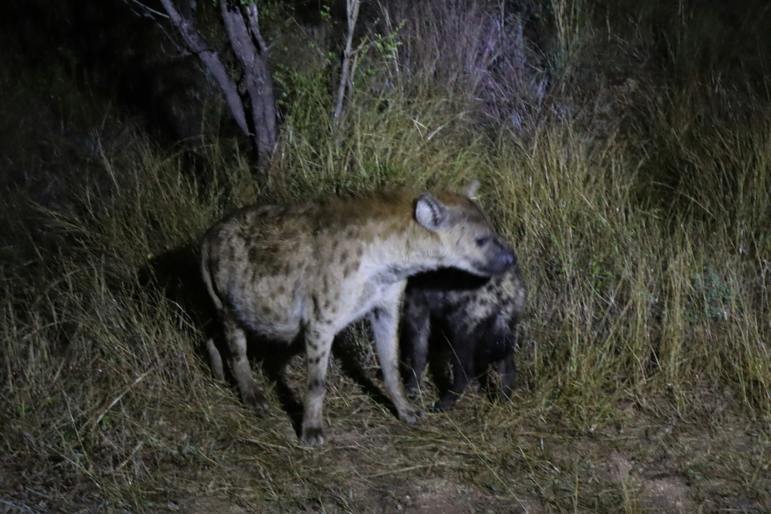 Dos hienas en un área de hierba por la noche