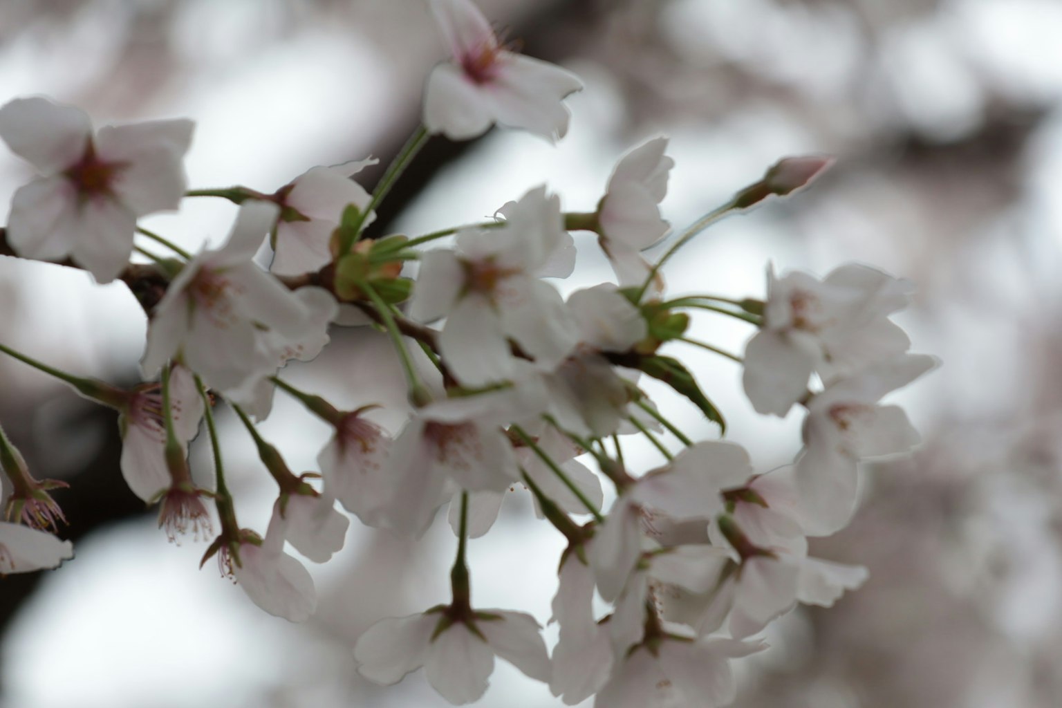 Close-up bunga sakura di cabang