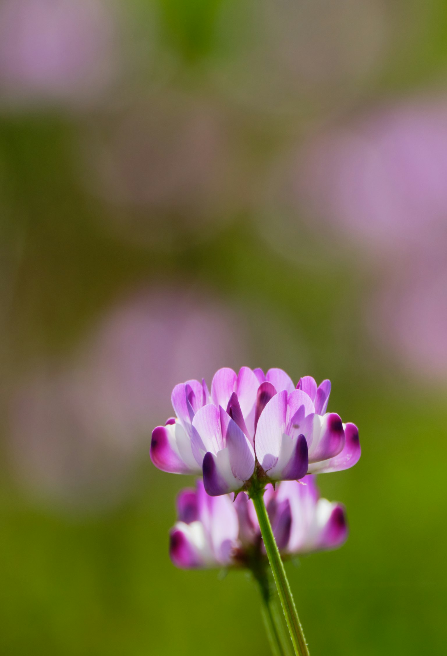 Pink and white flowers stand out against a green background