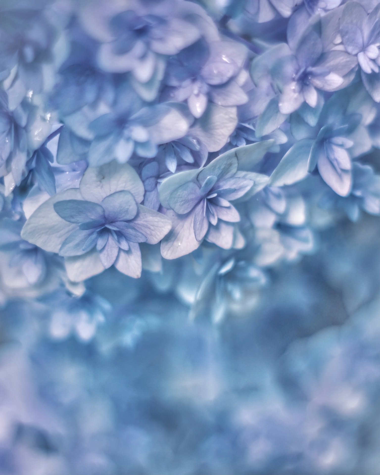 ภาพระยะใกล้ของดอกไม้สีฟ้า-ม่วงที่มีกลีบซ้อนกัน