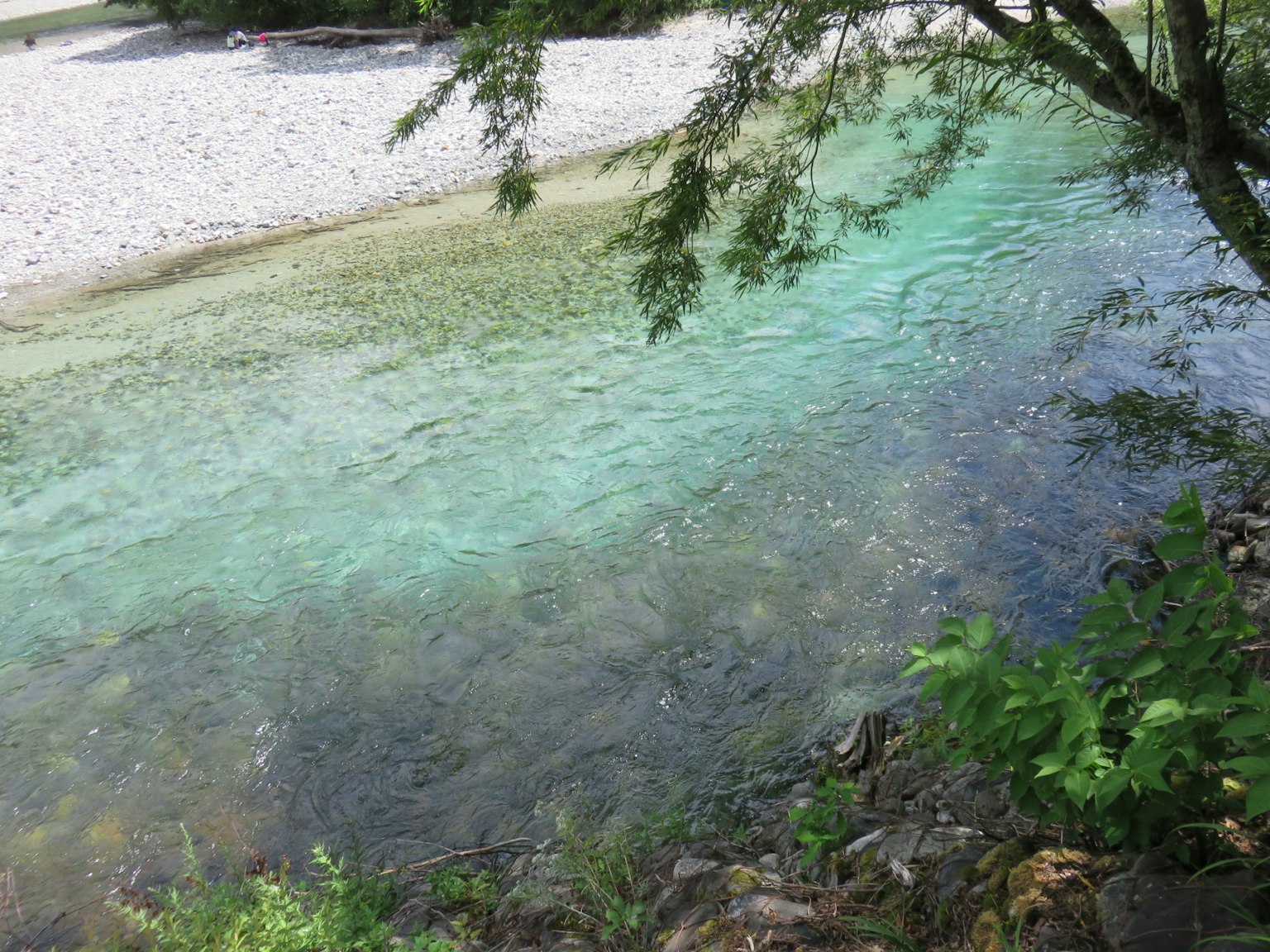 Rivière claire avec feuillage vert sur les rives