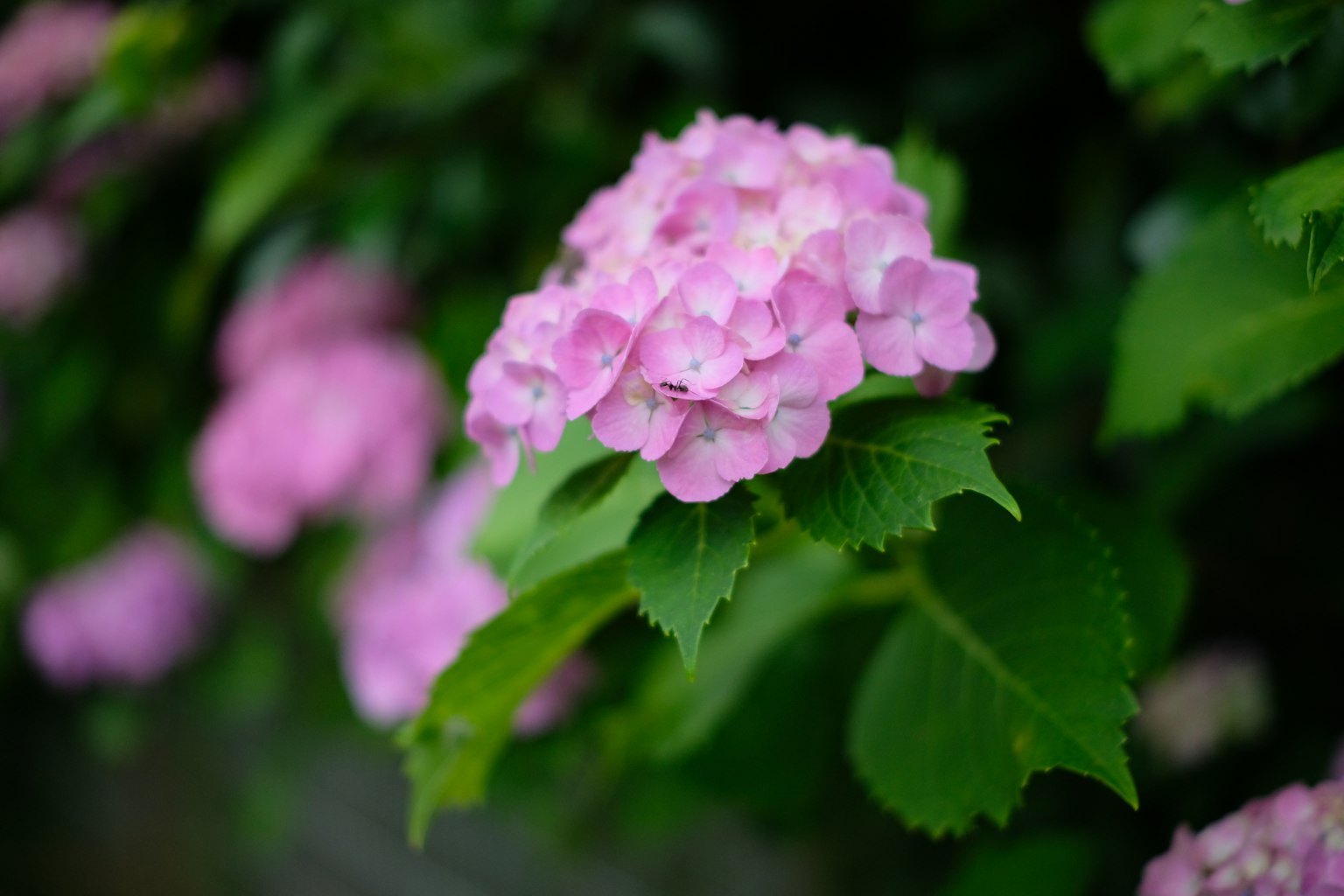 Bunga hortensia merah muda yang halus dikelilingi daun hijau subur