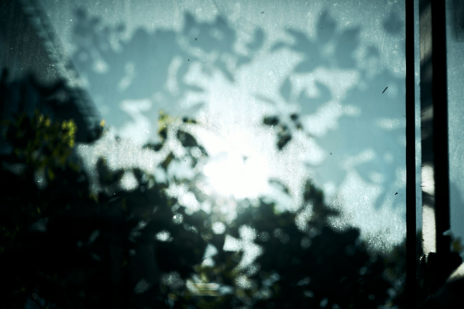 Silhouette de feuilles contre un fond lumineux à travers le verre