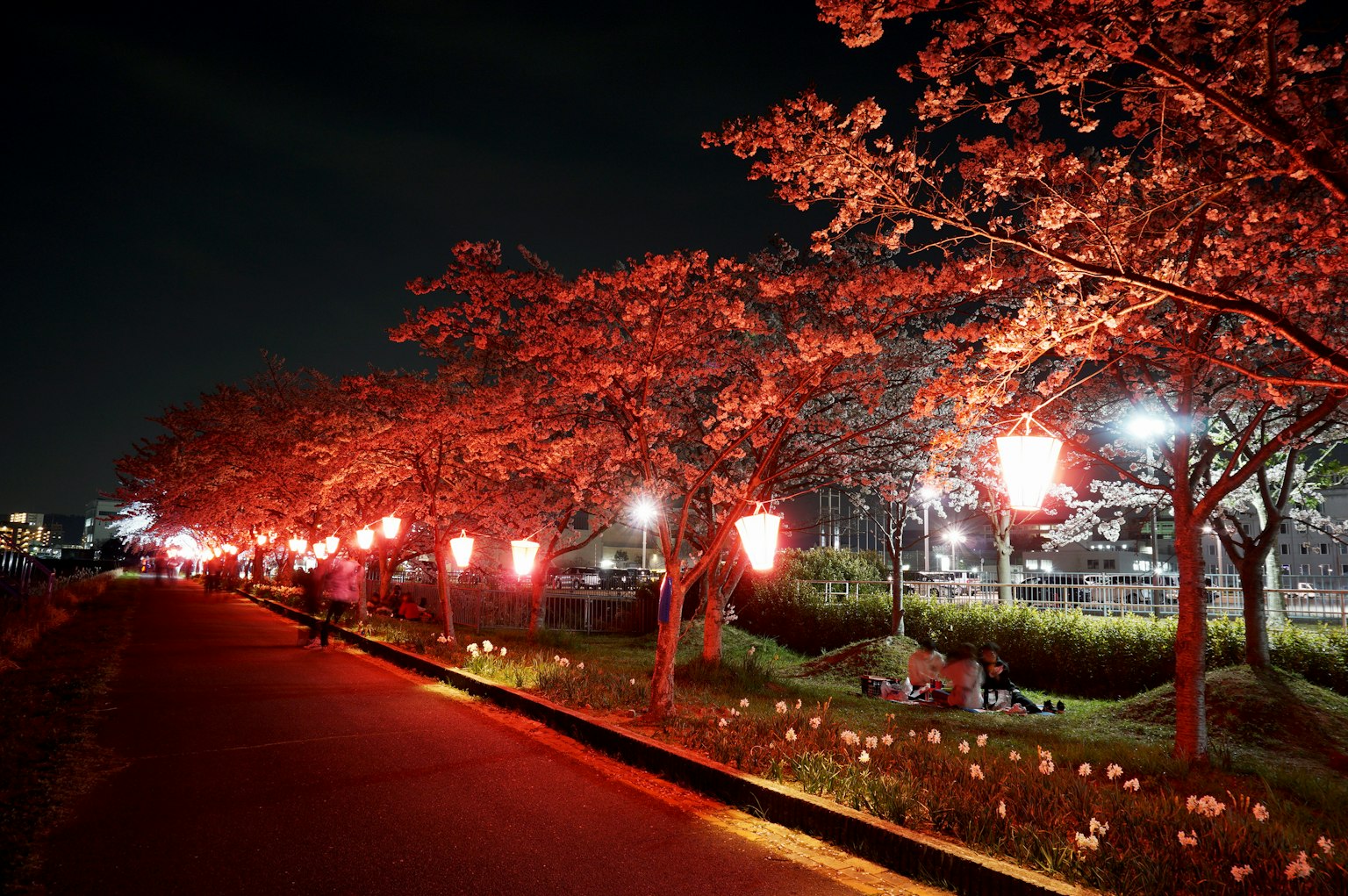 Vista nocturna de cerezos iluminados por faroles rojos