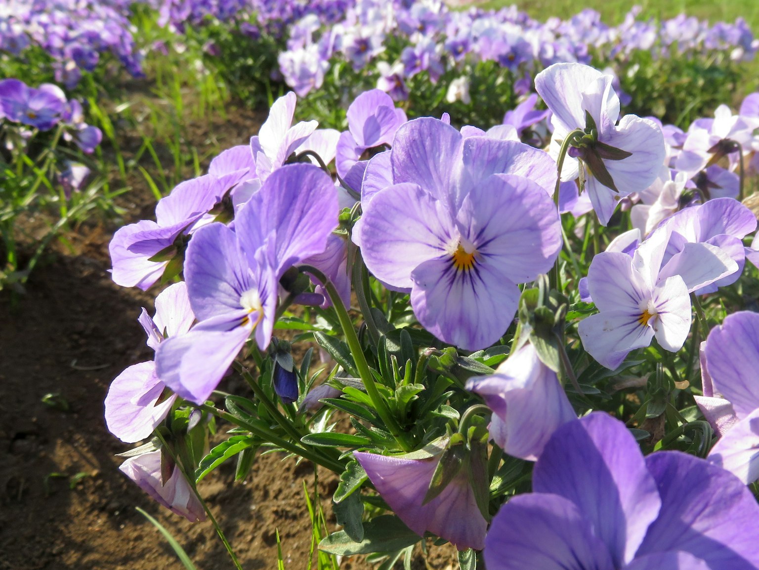Nahaufnahme eines Feldes mit blauen und weißen Stiefmütterchen in Blüte