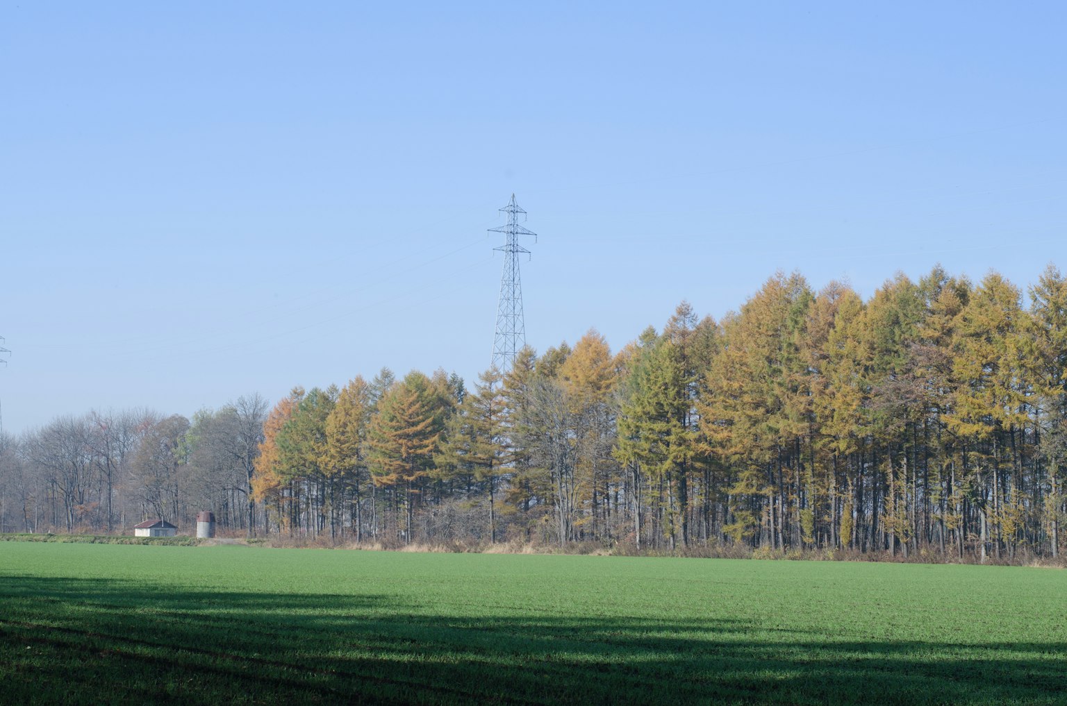 Campo verde sotto un cielo blu con alberi arancioni