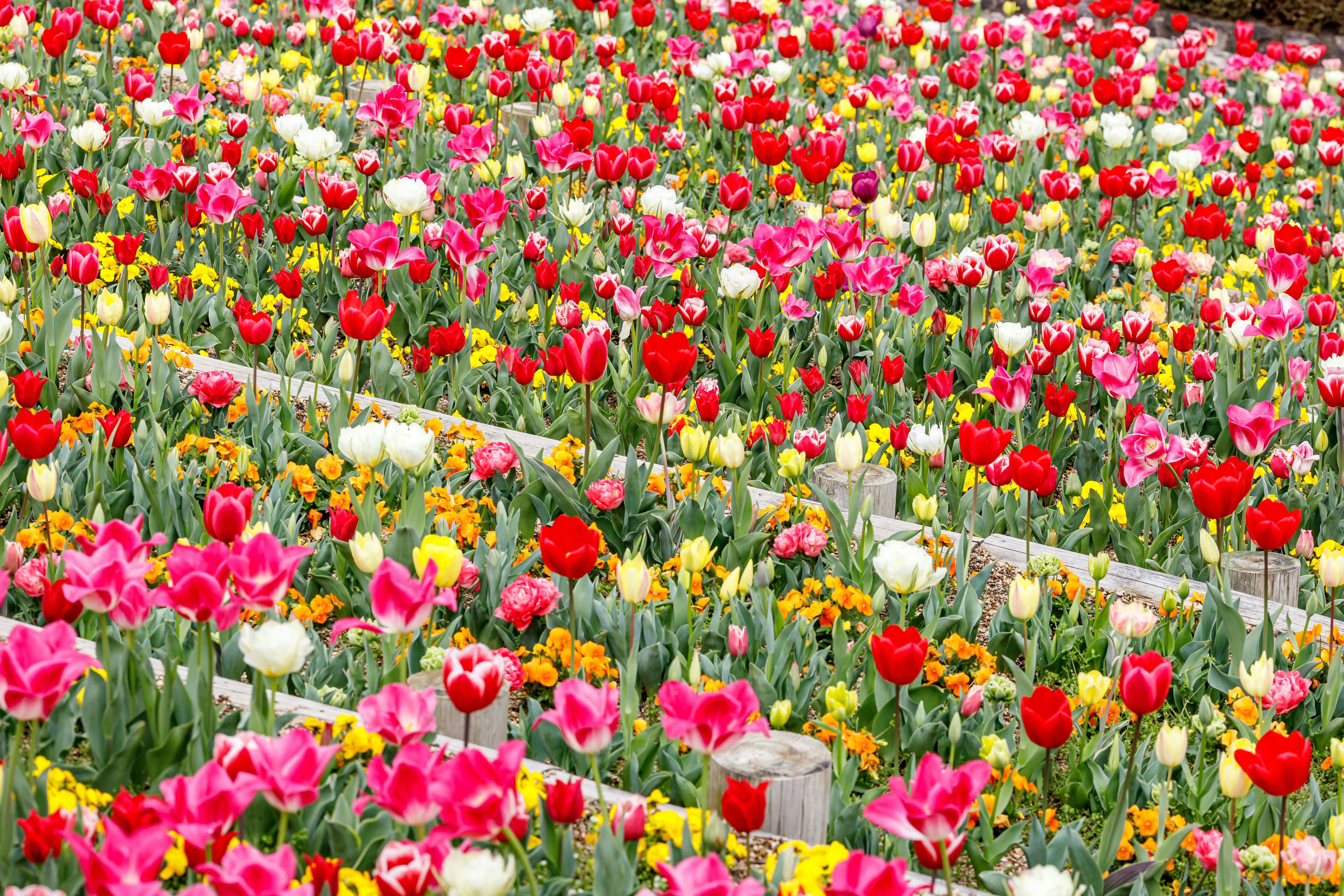 チューリップ畑の色とりどりの花々