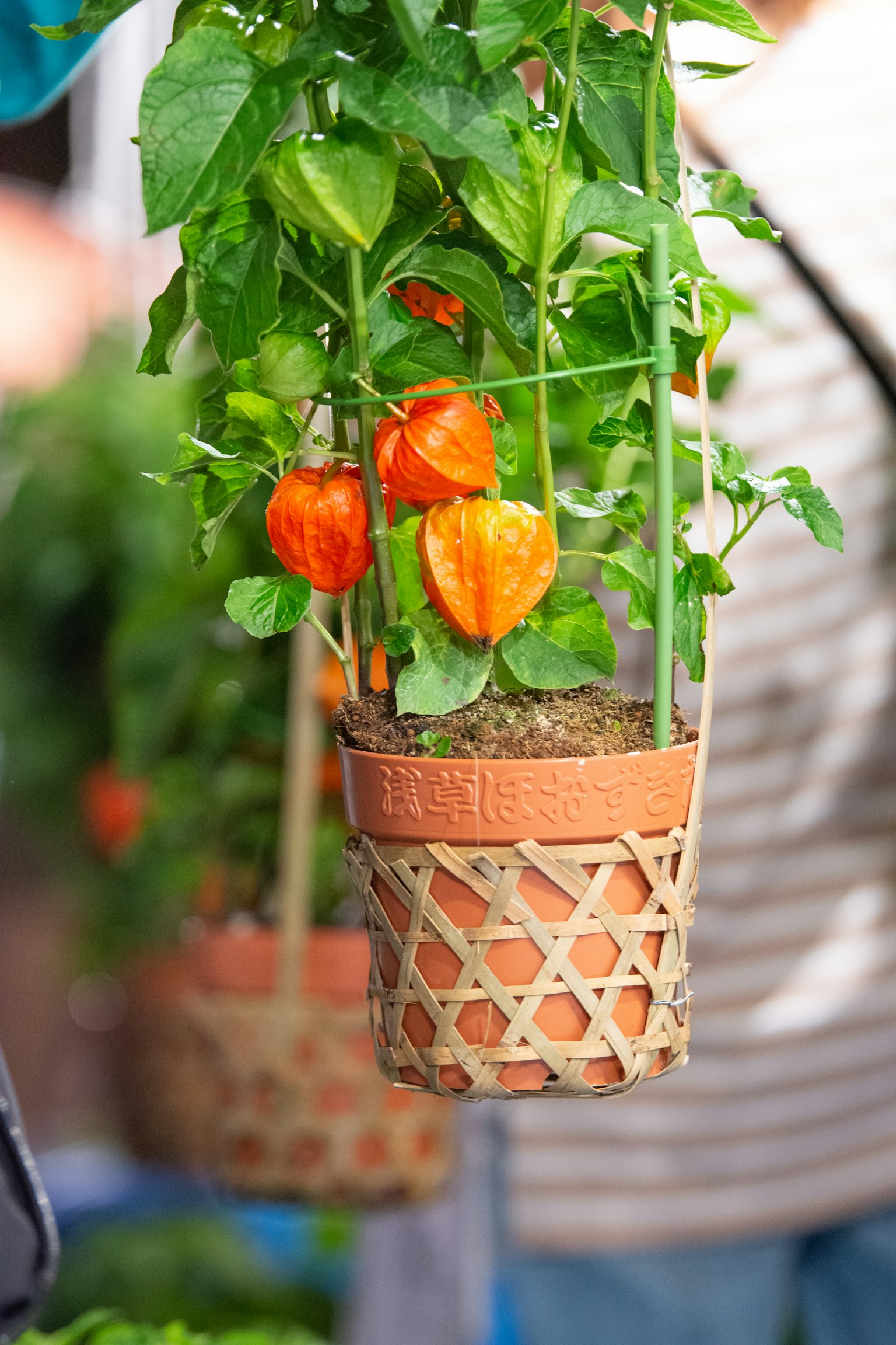 Hanging potted plant with vibrant orange flowers