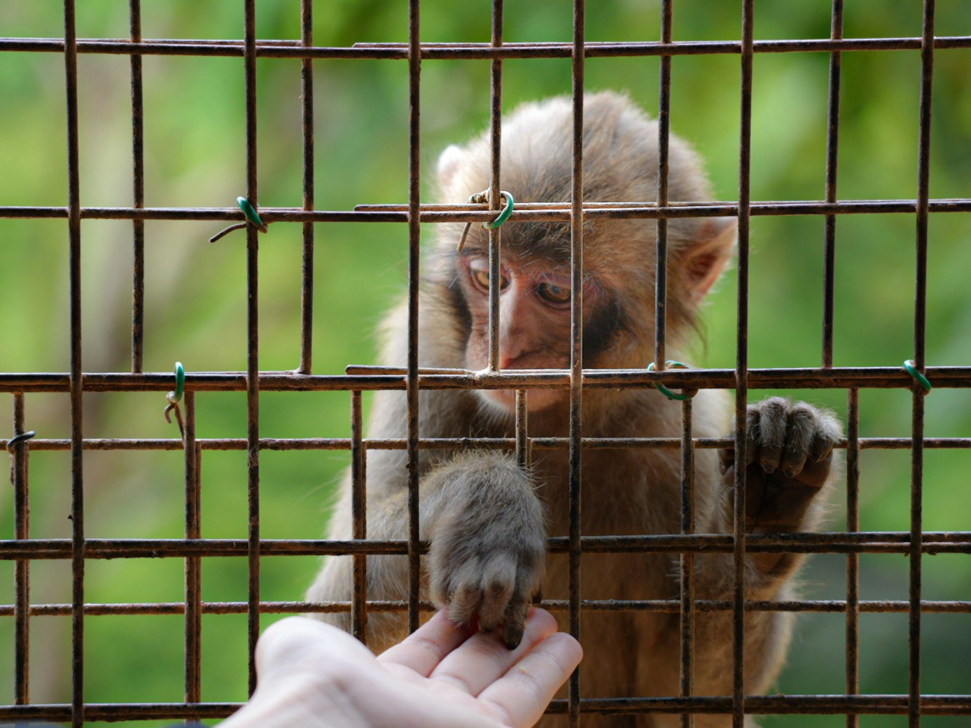 A small monkey in a cage taking food from a hand