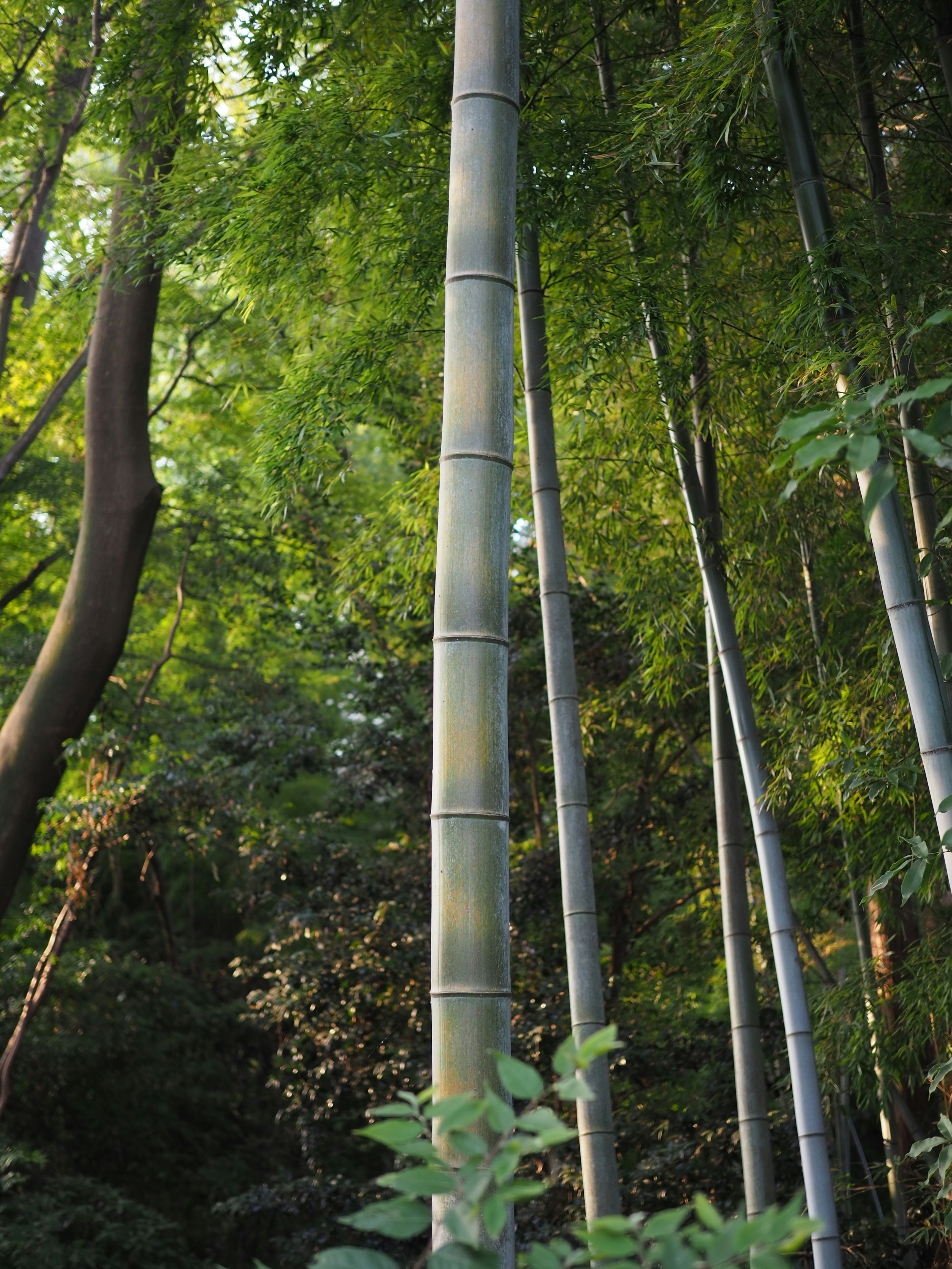 竹林の緑に伸びる竹の幹