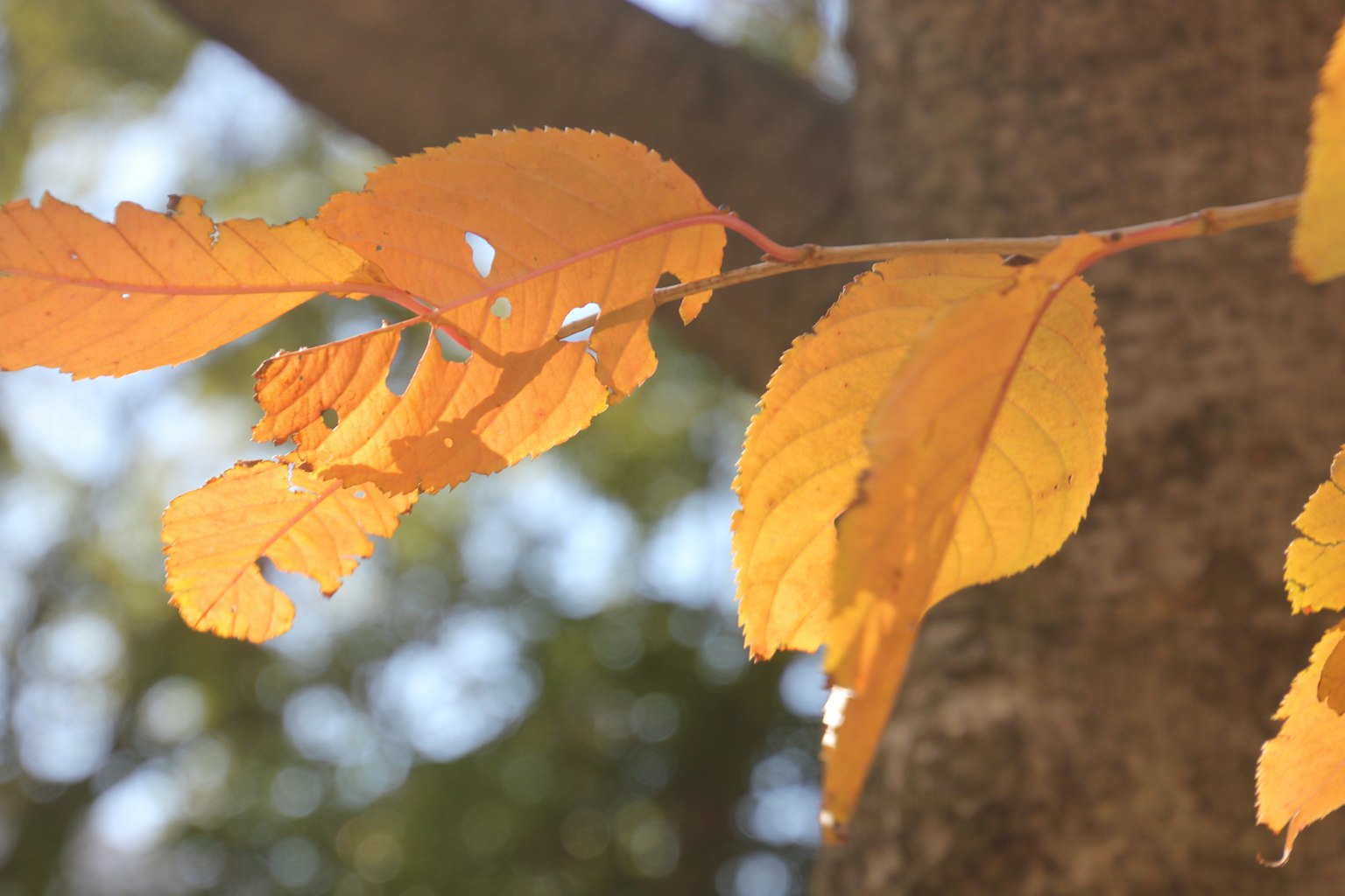 Foglie gialle d'autunno appese a un ramo d'albero