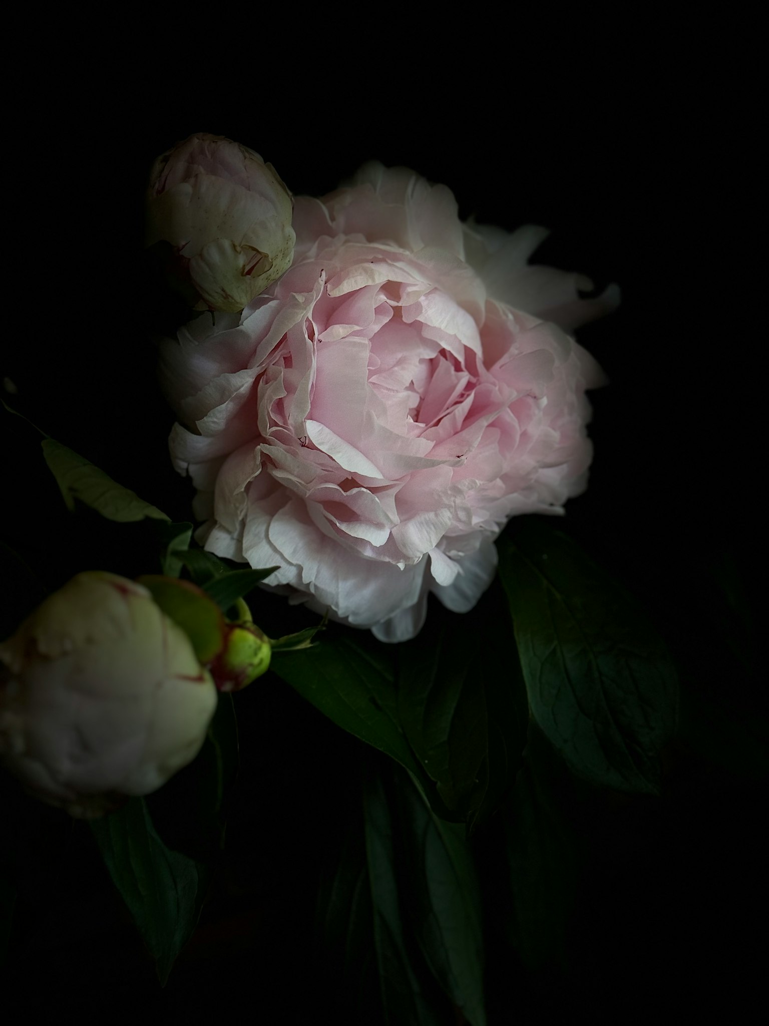 Bunga peony merah muda lembut dengan daun hijau di latar belakang gelap