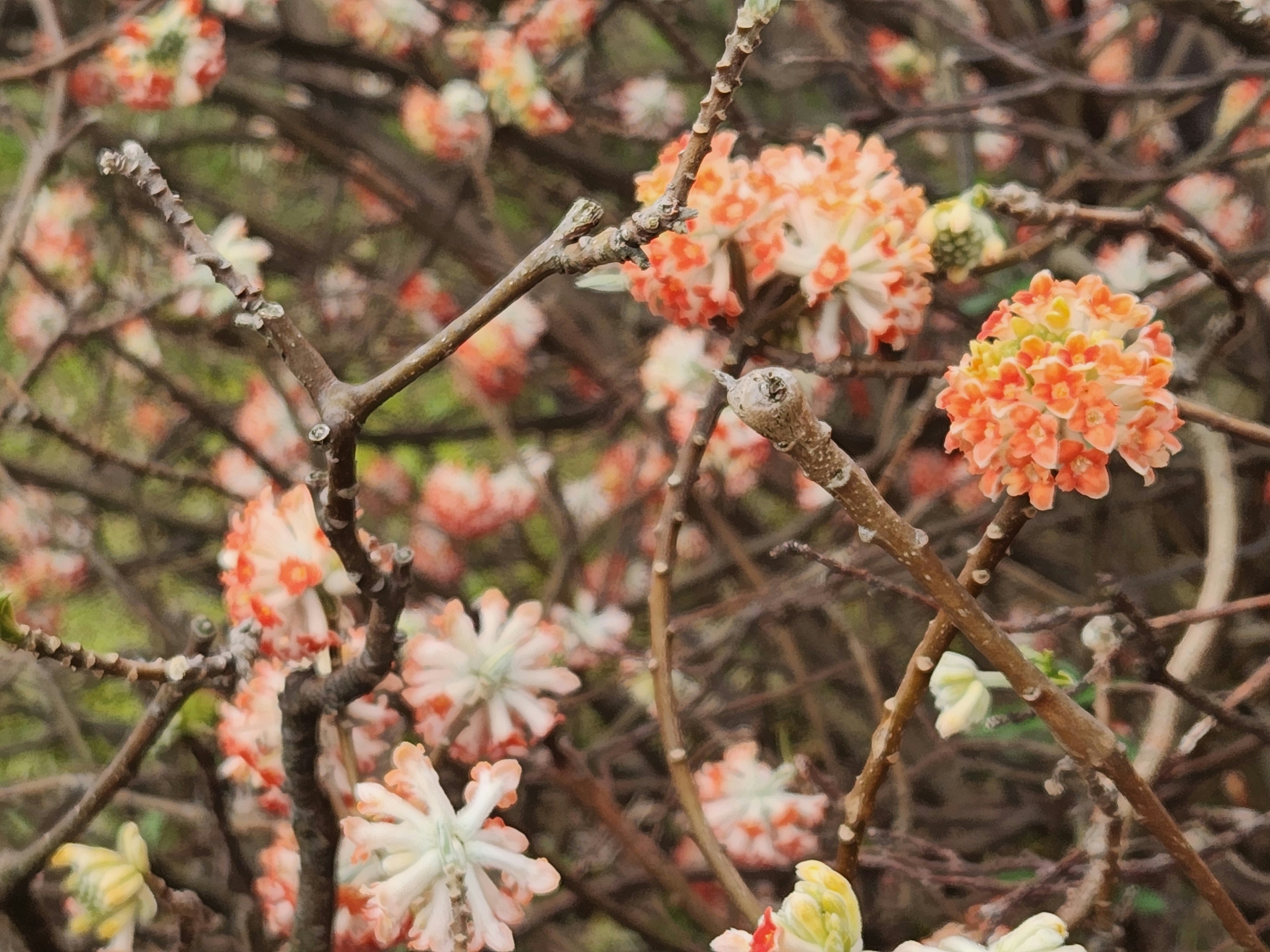 里山の枝に咲くオレンジ色のミツマタの花