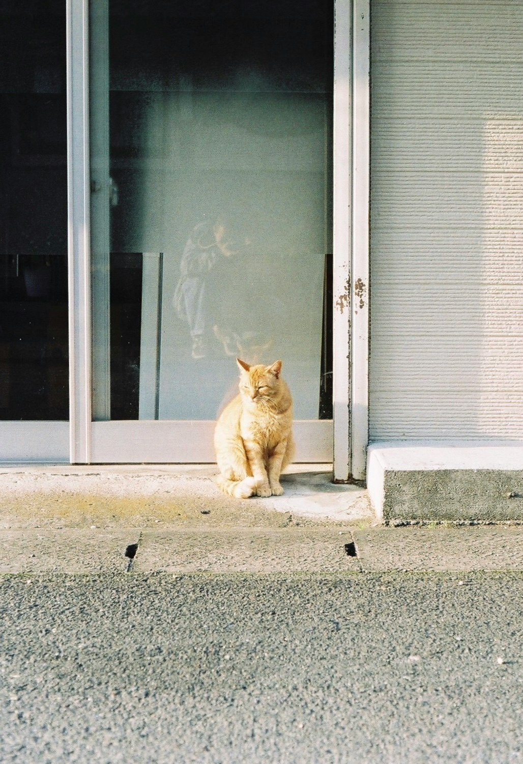 玻璃门前坐着的猫