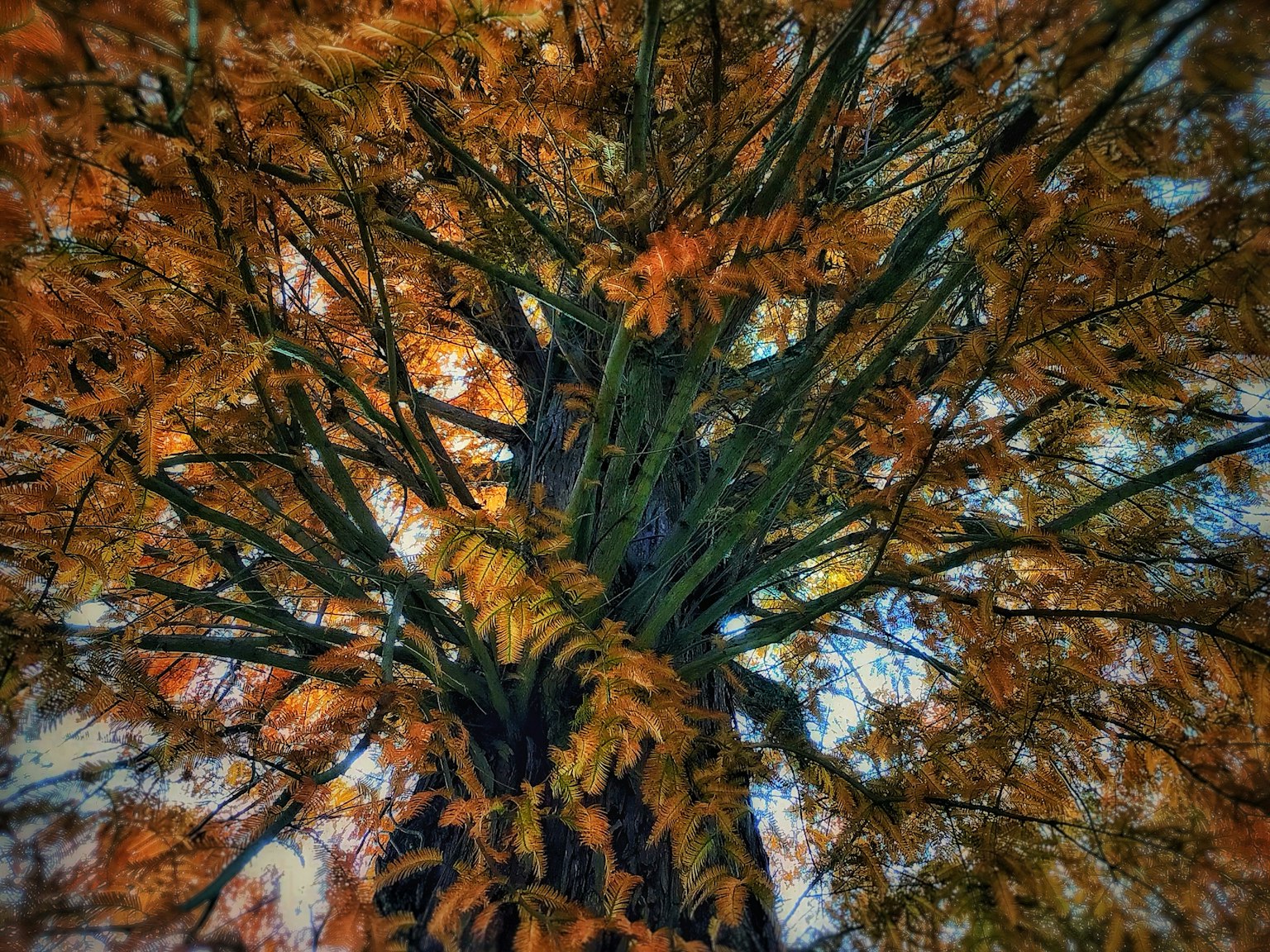 秋の葉が茂る木の下から見上げた視点