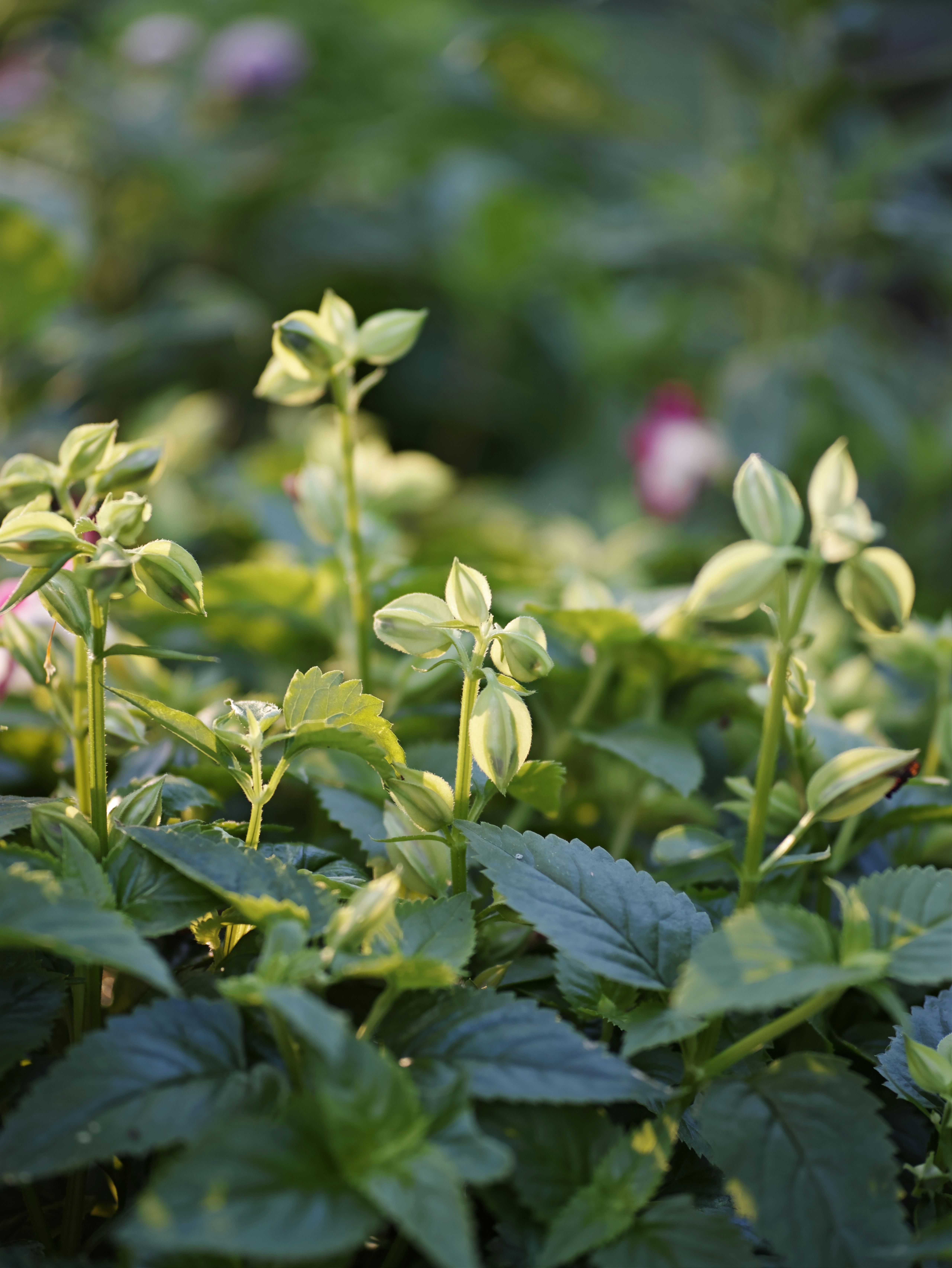花や葉の間で咲くつぼみのある植物の群生