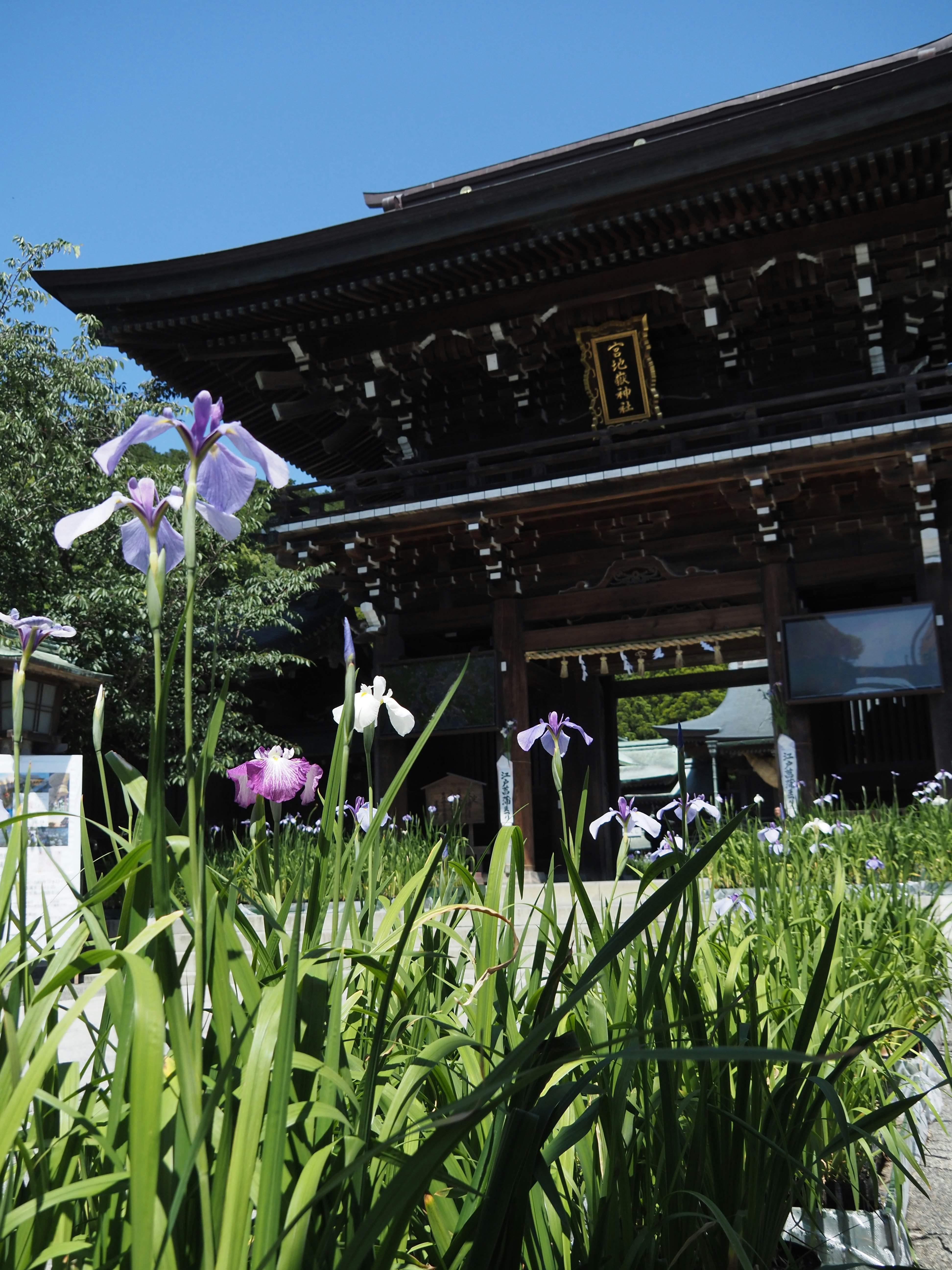 花菖蒲が咲く寺院の軒先