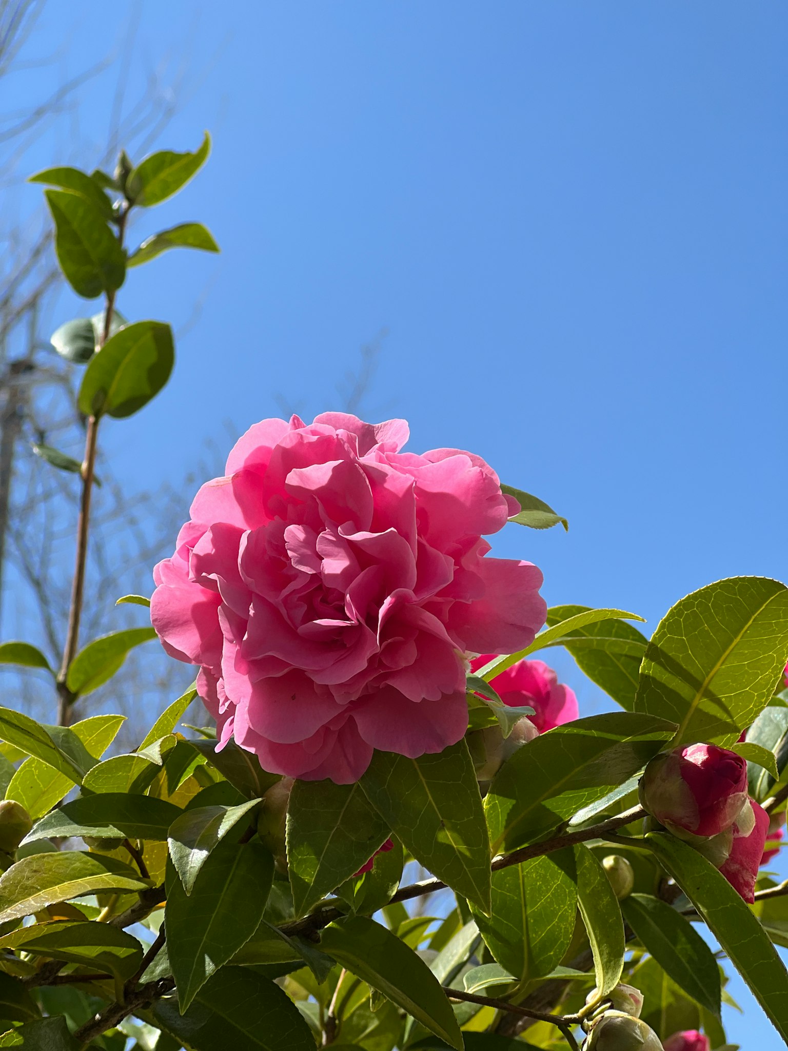 Bunga camelia merah muda mekar di bawah langit biru dengan daun hijau