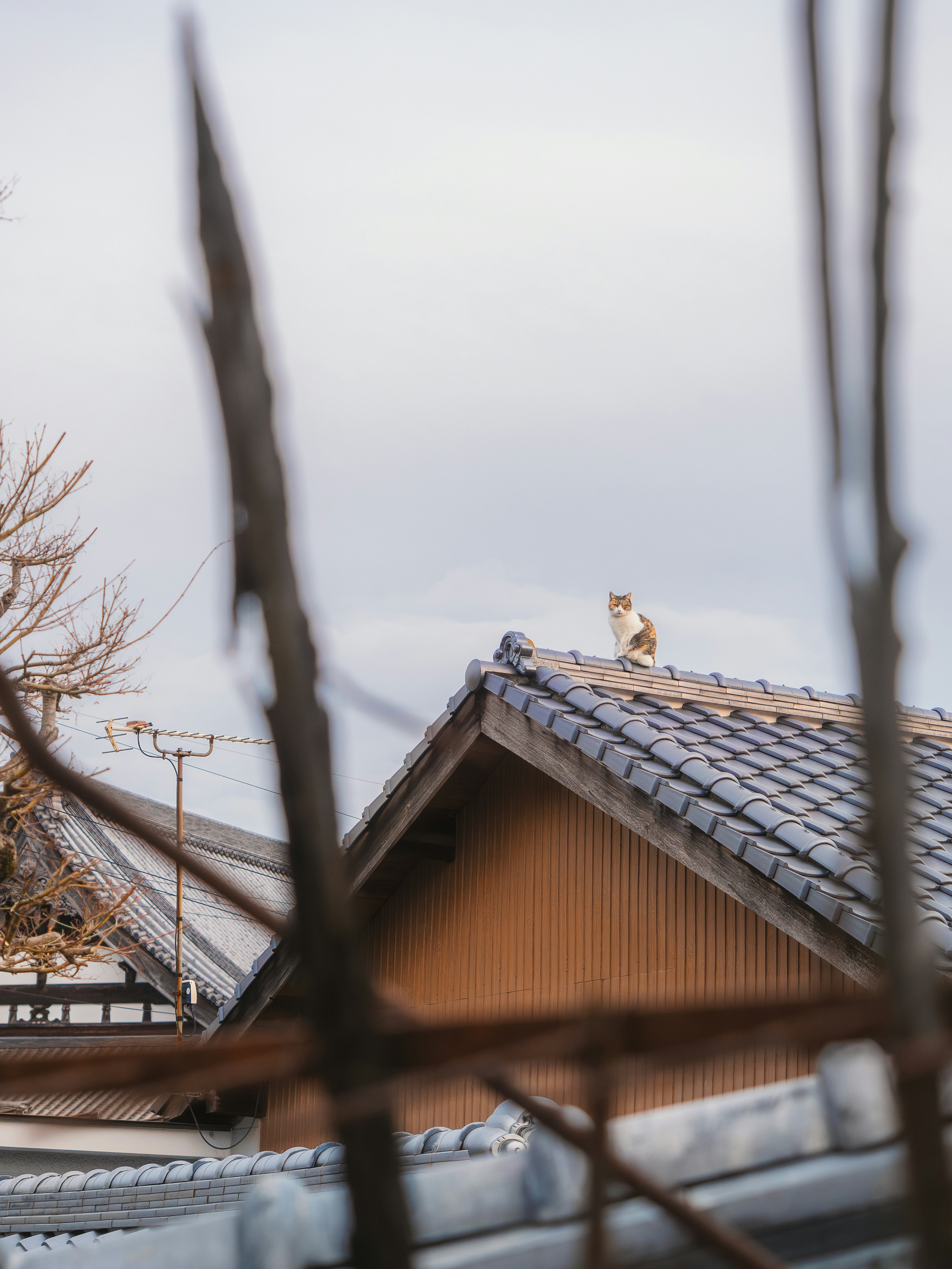 木々の間から見える屋根の上の猫