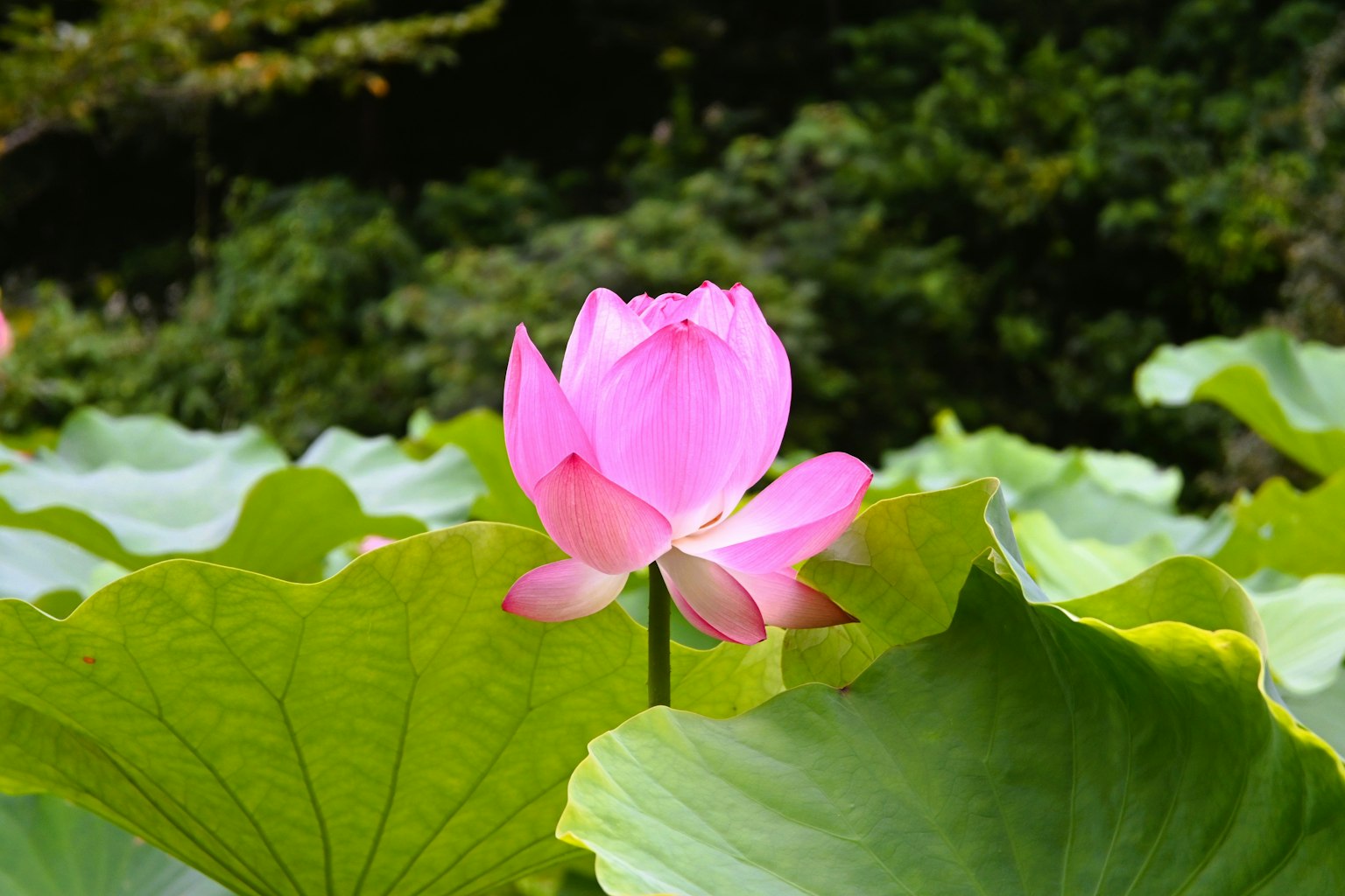 Eine schöne rosa Lotusblume, die zwischen grünen Blättern hervorsticht