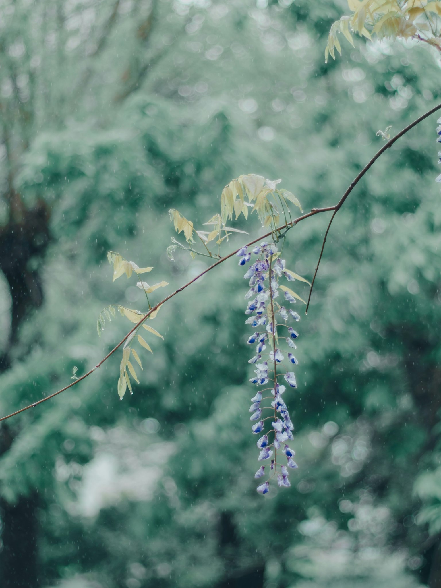 Flores de glicinia moradas colgando sobre un fondo verde