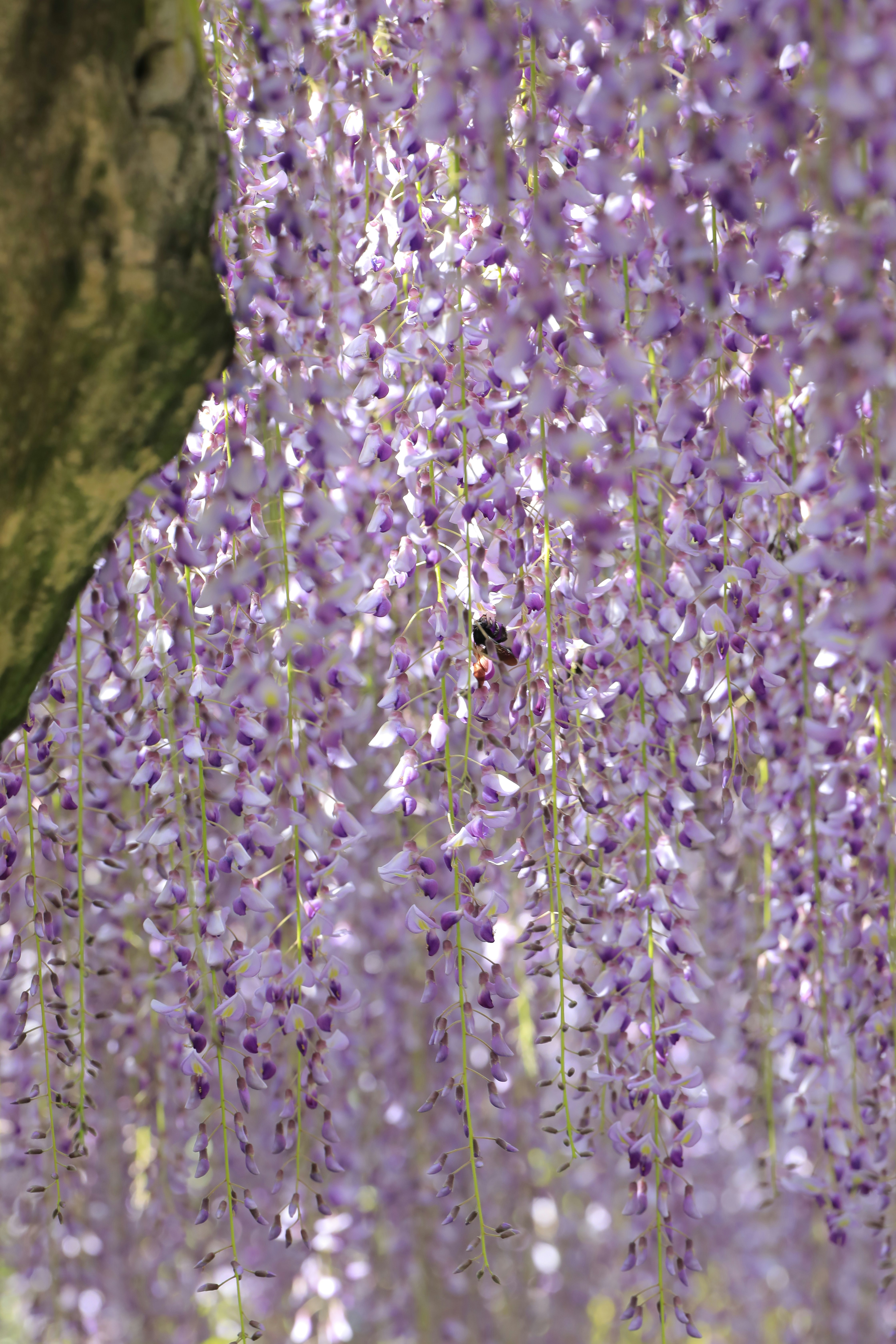藤の蜜を求める蜂と藤の花房のクローズアップ