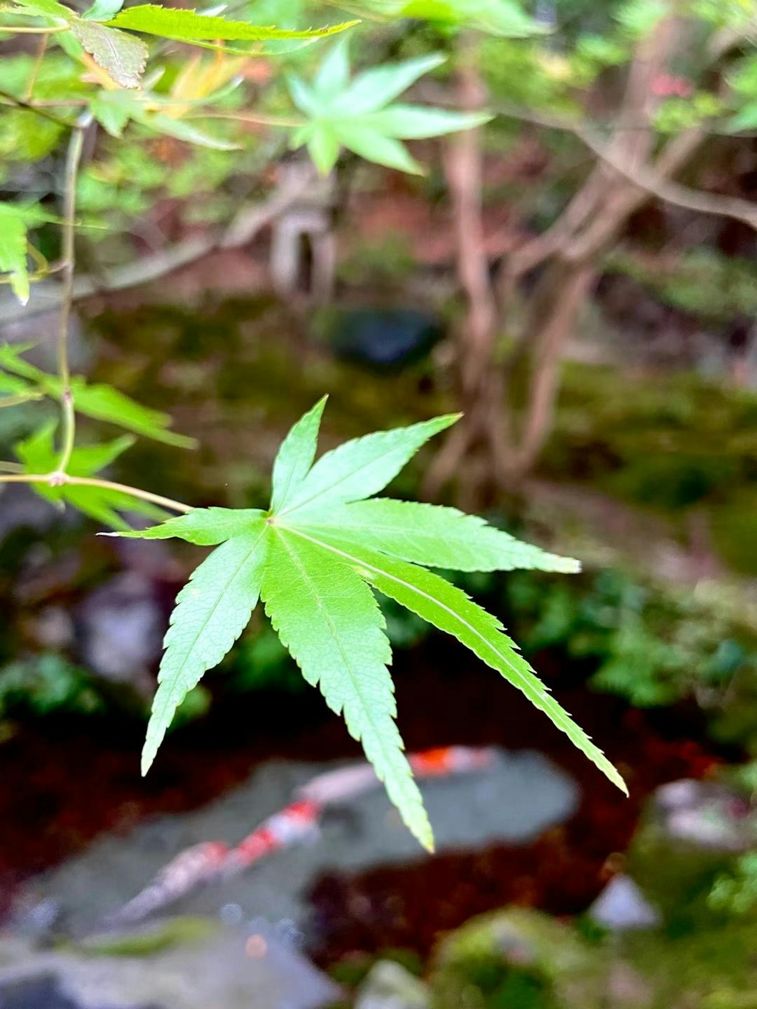 Hoja de arce verde cerca del agua con rocas y carpas al fondo
