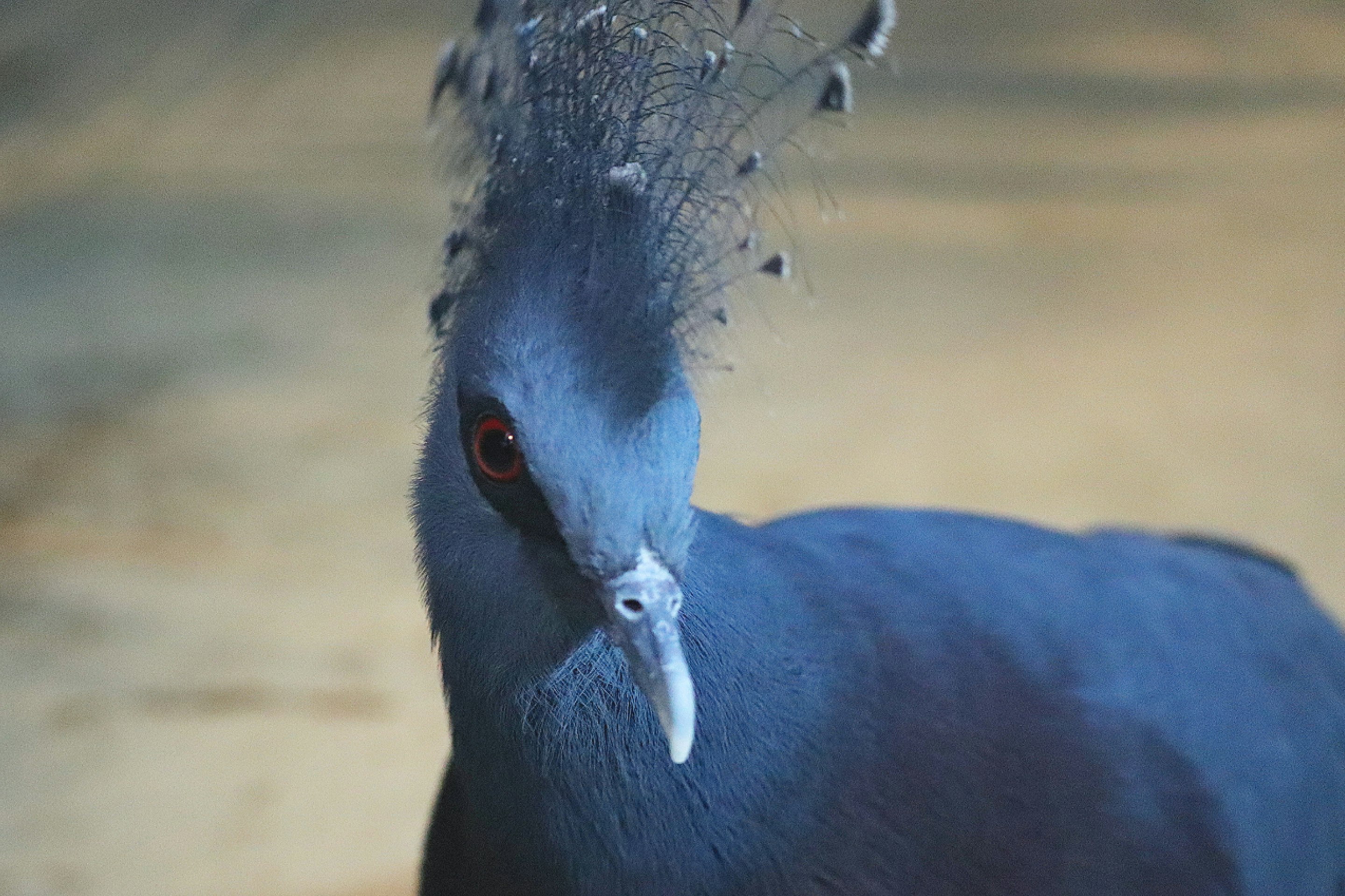 オウギバトの顔アップ